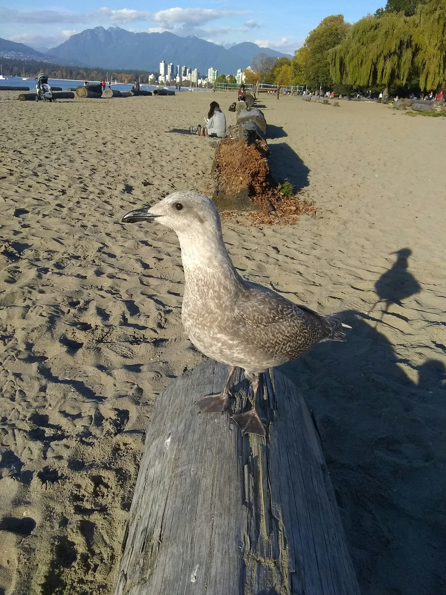 Uccello grigio in piedi su un tronco con spiaggia e montagne sullo sfondo