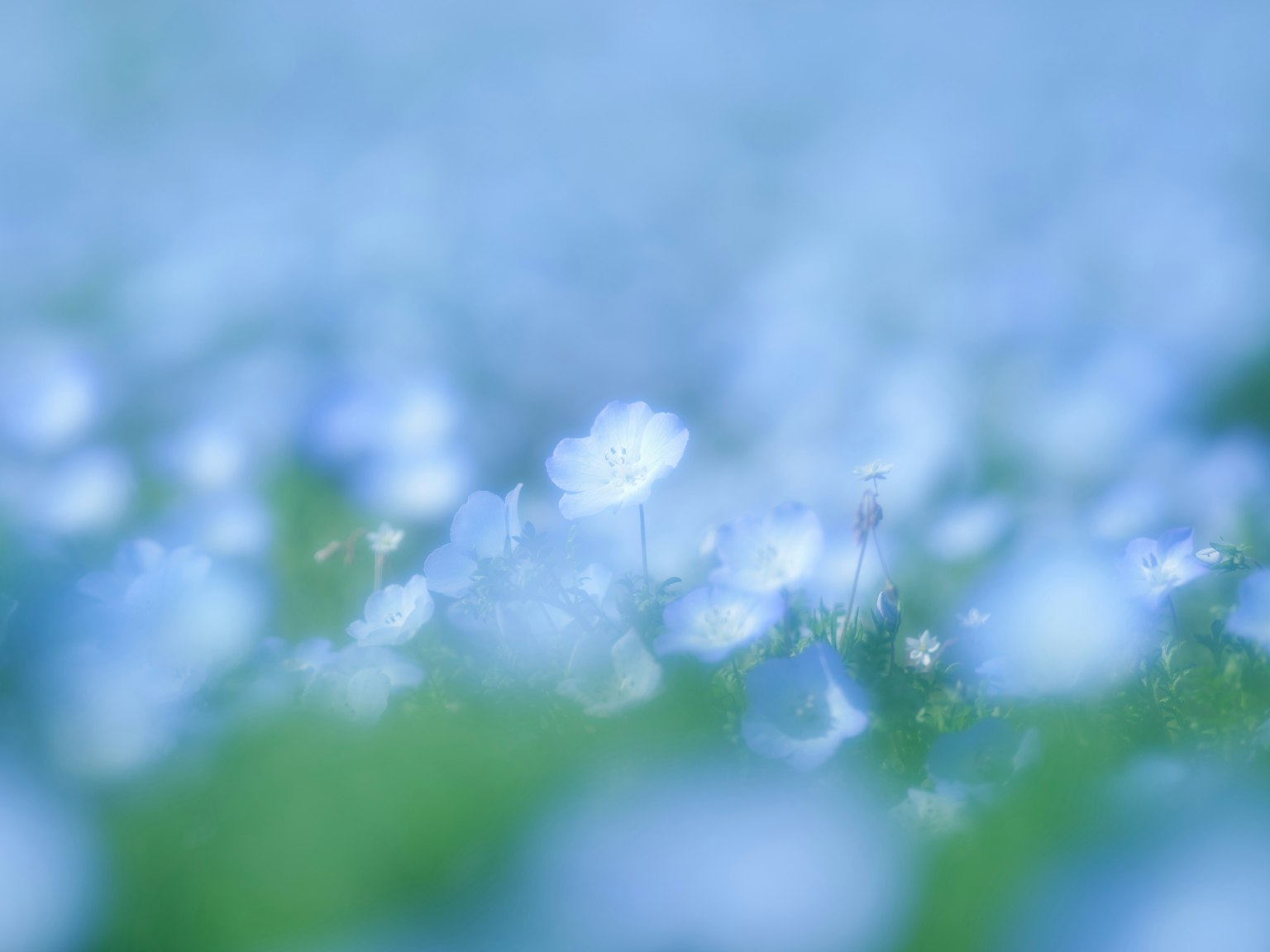 Blurred image of a landscape filled with blue flowers