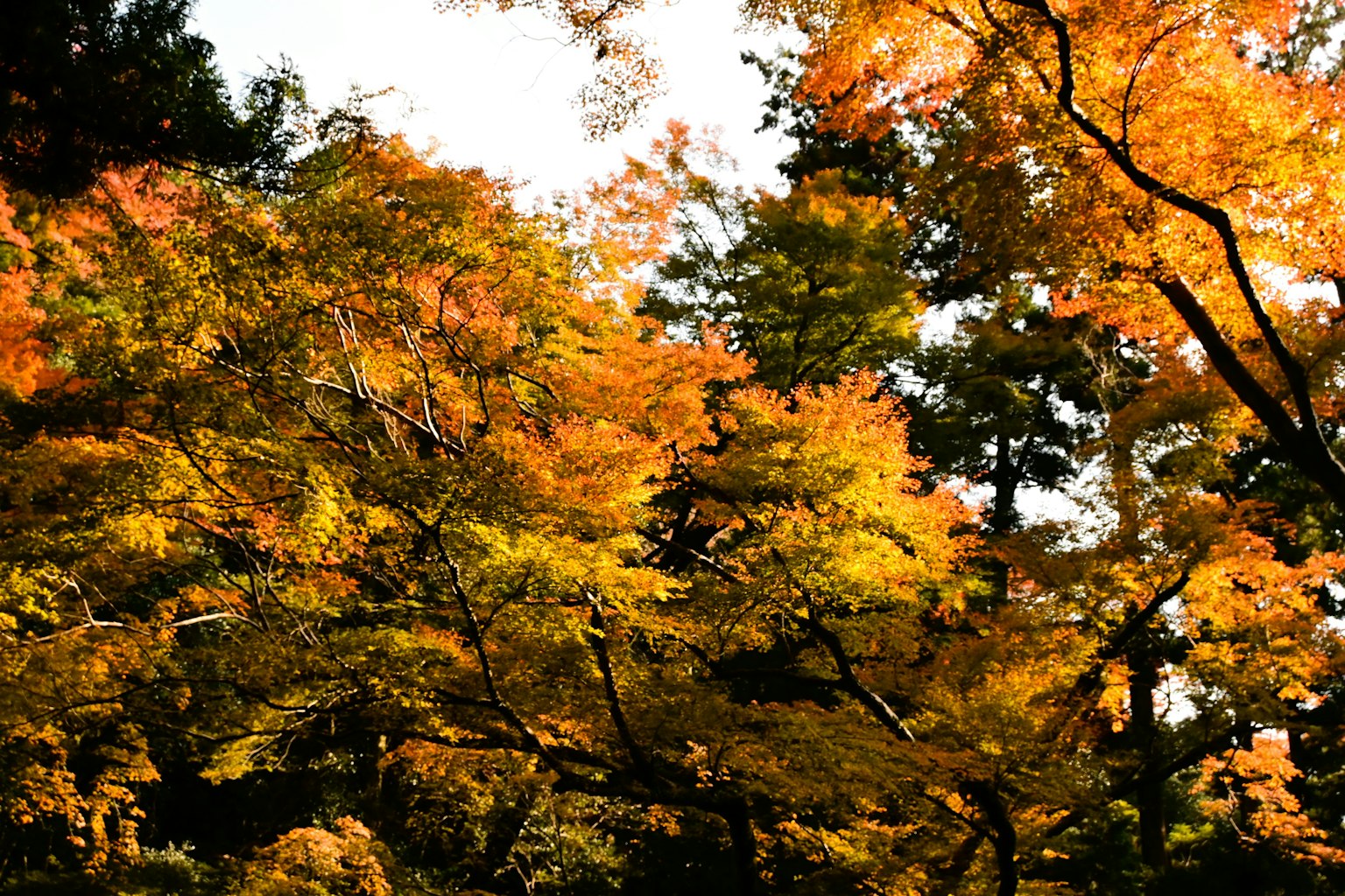 Fogliame autunnale vivace con foglie colorate