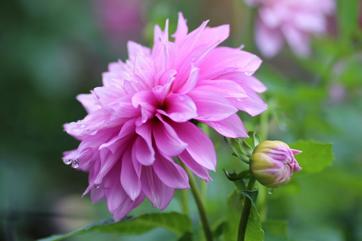 Vibrant pink dahlia flower with a budding flower in a soft background