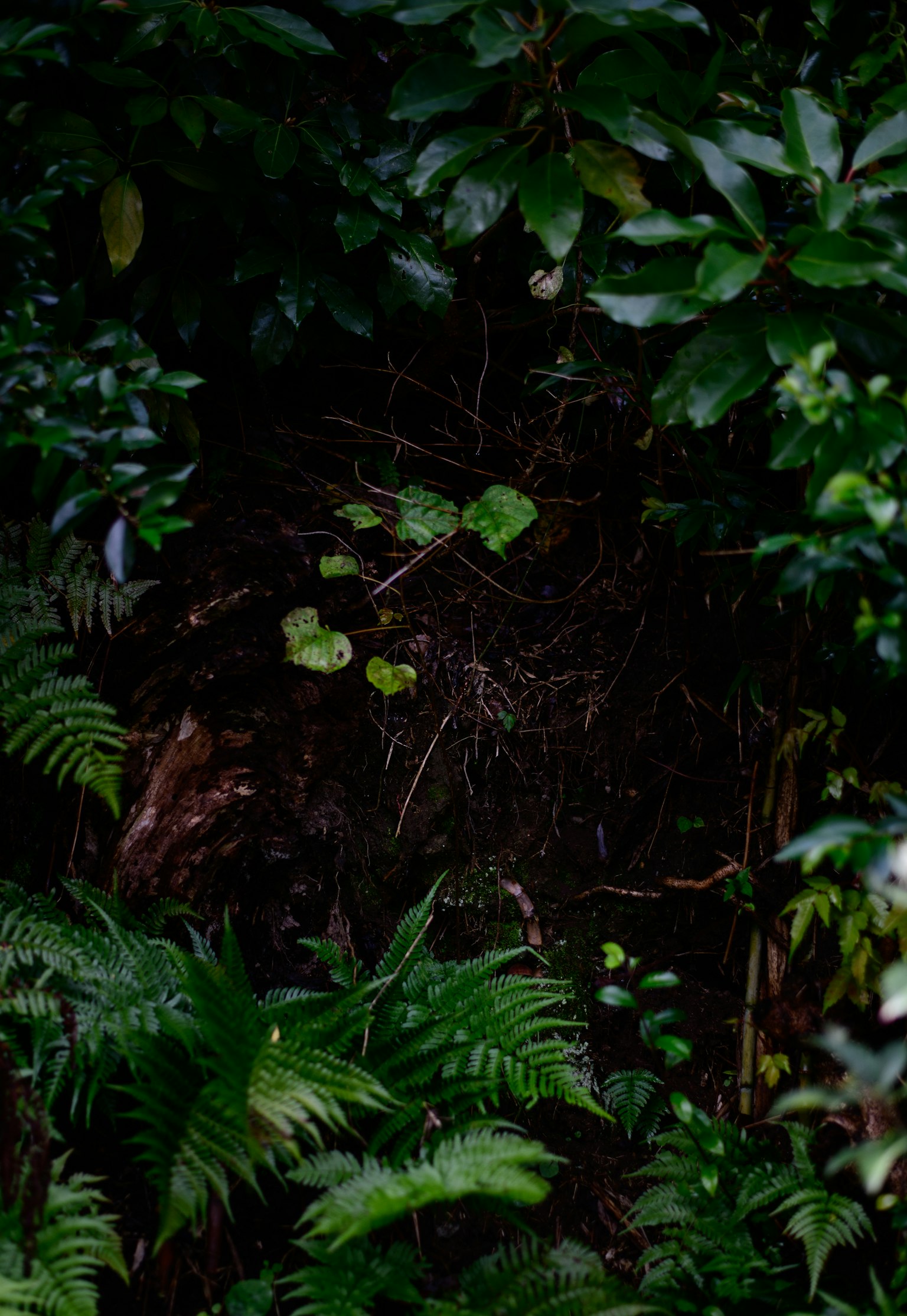 緑豊かな熱帯の植物が生い茂る背景に小さな葉が目立つ