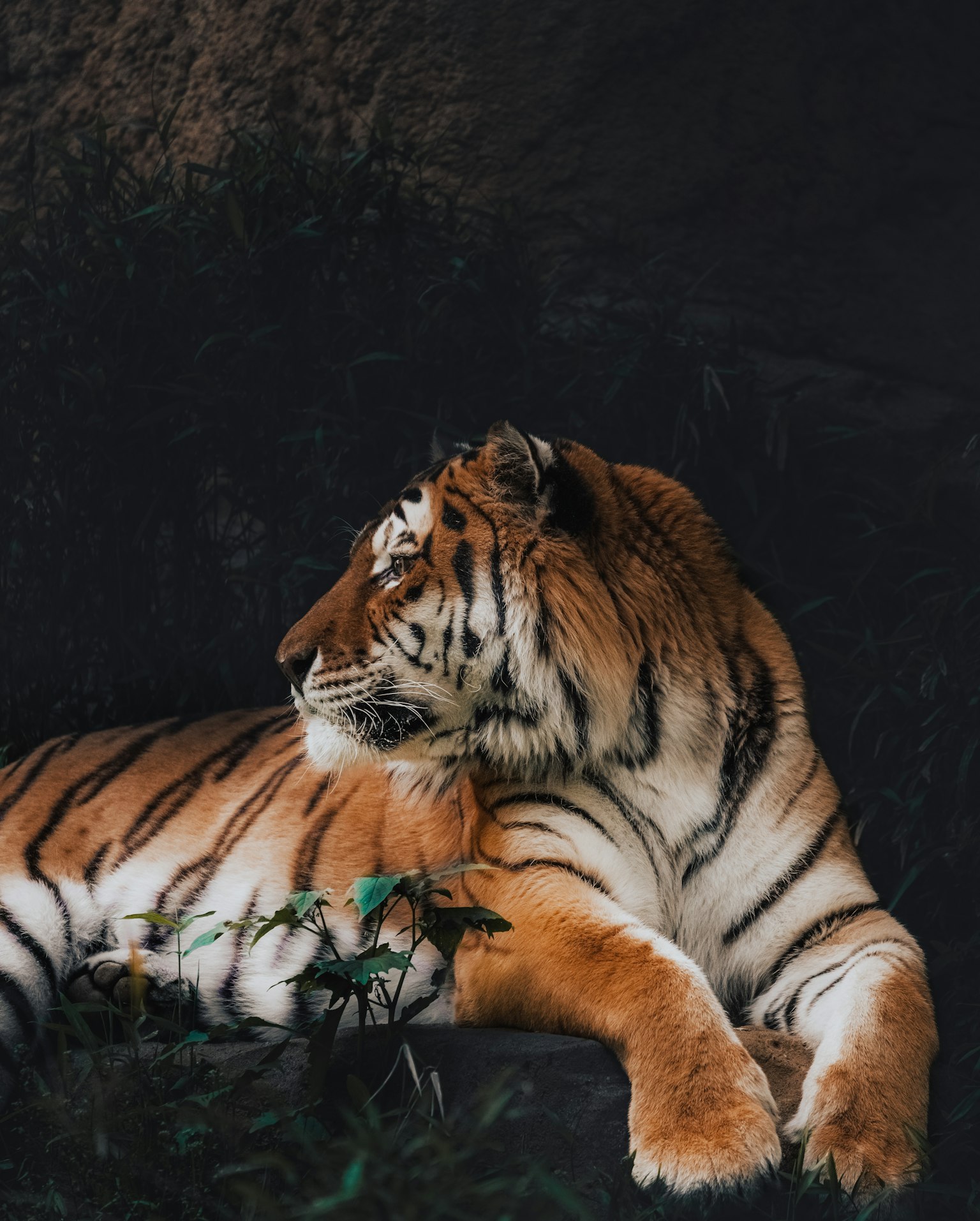 Una tigre con strisce arancioni e nere sdraiata su uno sfondo scuro