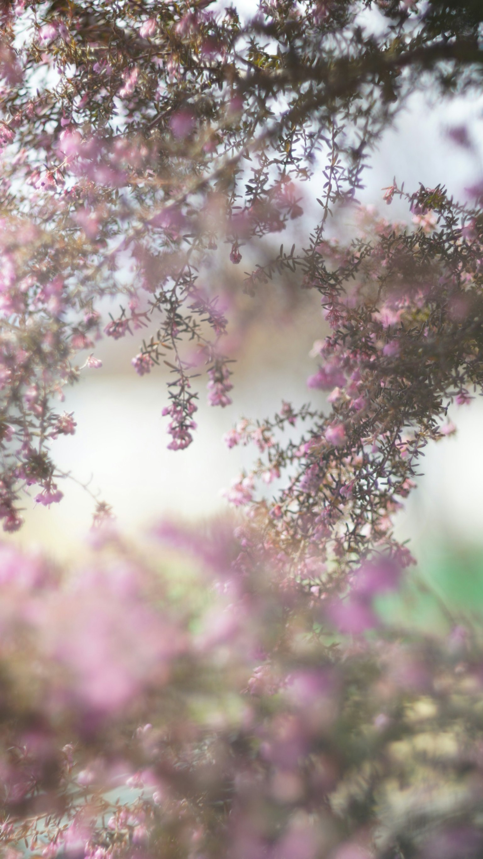 Nahaufnahme von Baumzweigen mit sanften rosa Blumen im Hintergrund