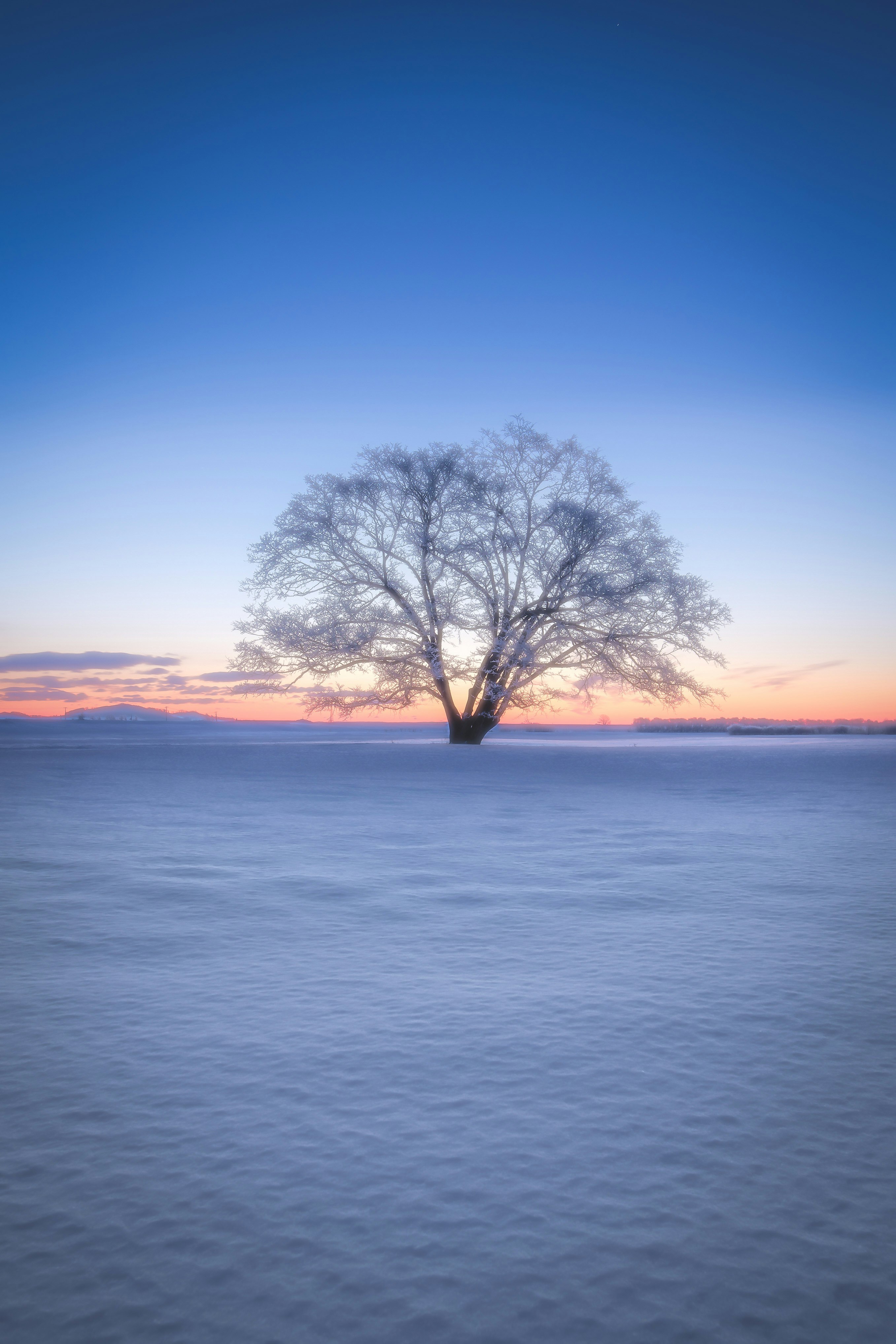 北海道哈爾尼勒之木立在雪原的清晨景