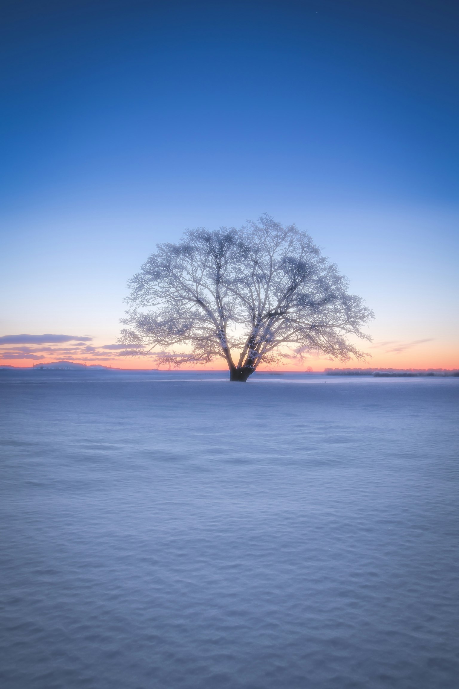 Albero solitario su un campo innevato con un bel tramonto