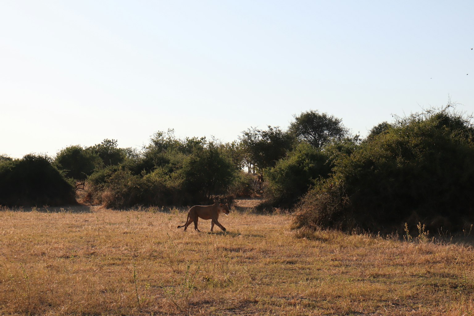 Silueta de un león caminando por una sabana