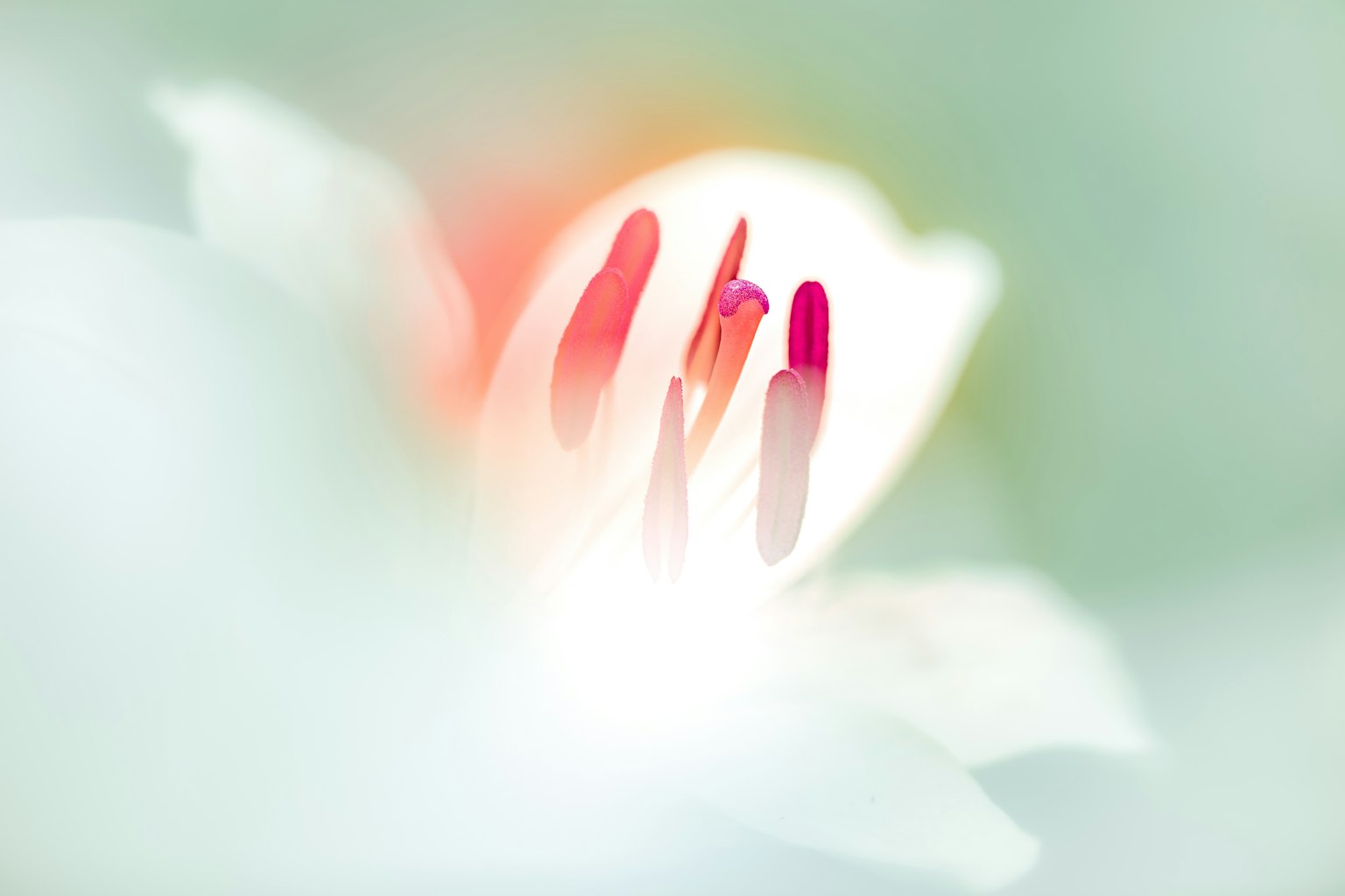 Close-up of a flower with vibrant red stamens against a soft background
