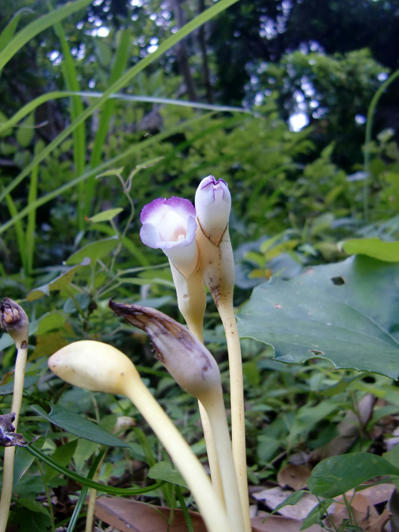 Gros plan sur des plantes avec des fleurs violettes poussant dans l'herbe verte