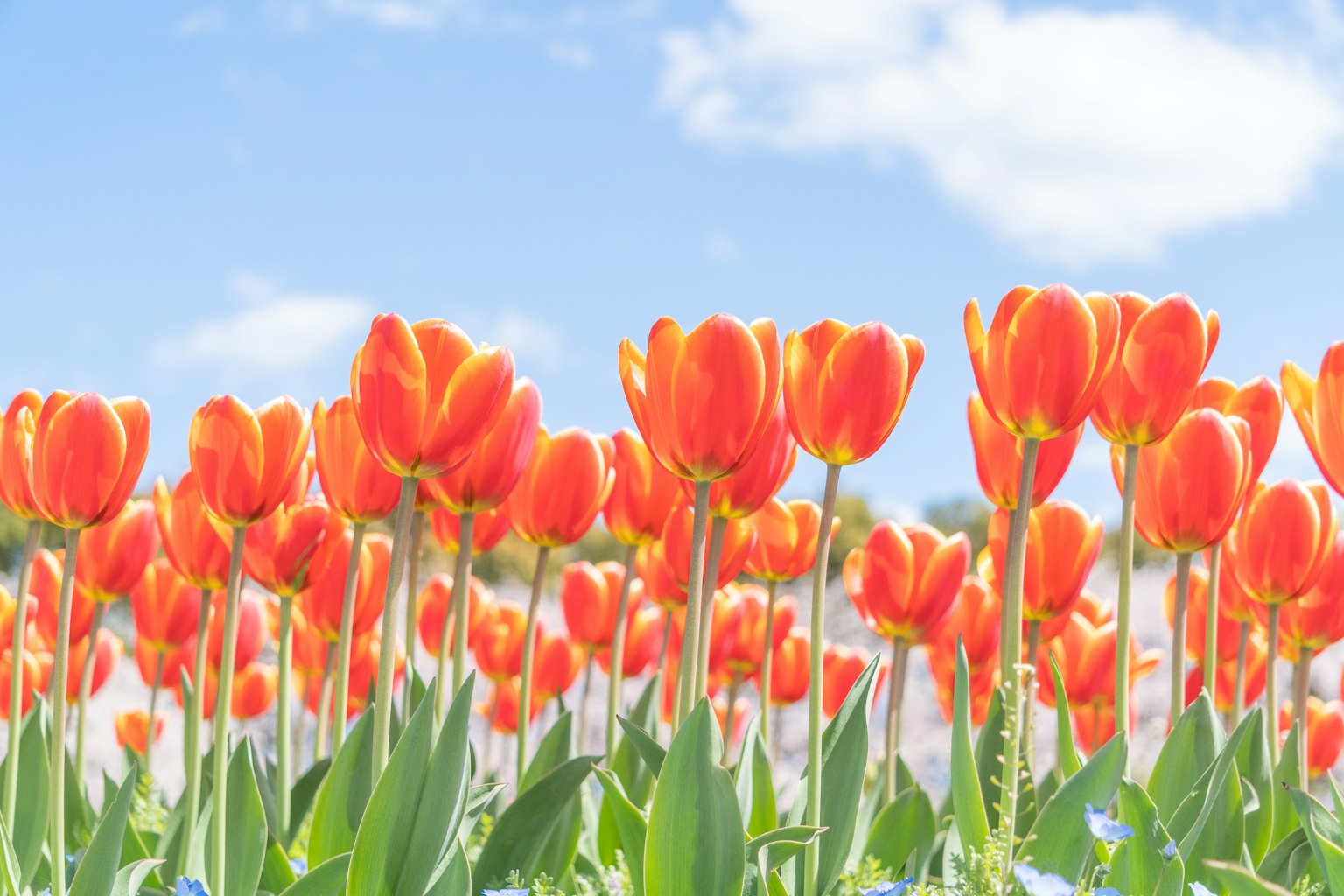 Tulip oranye cerah mekar di bawah langit biru