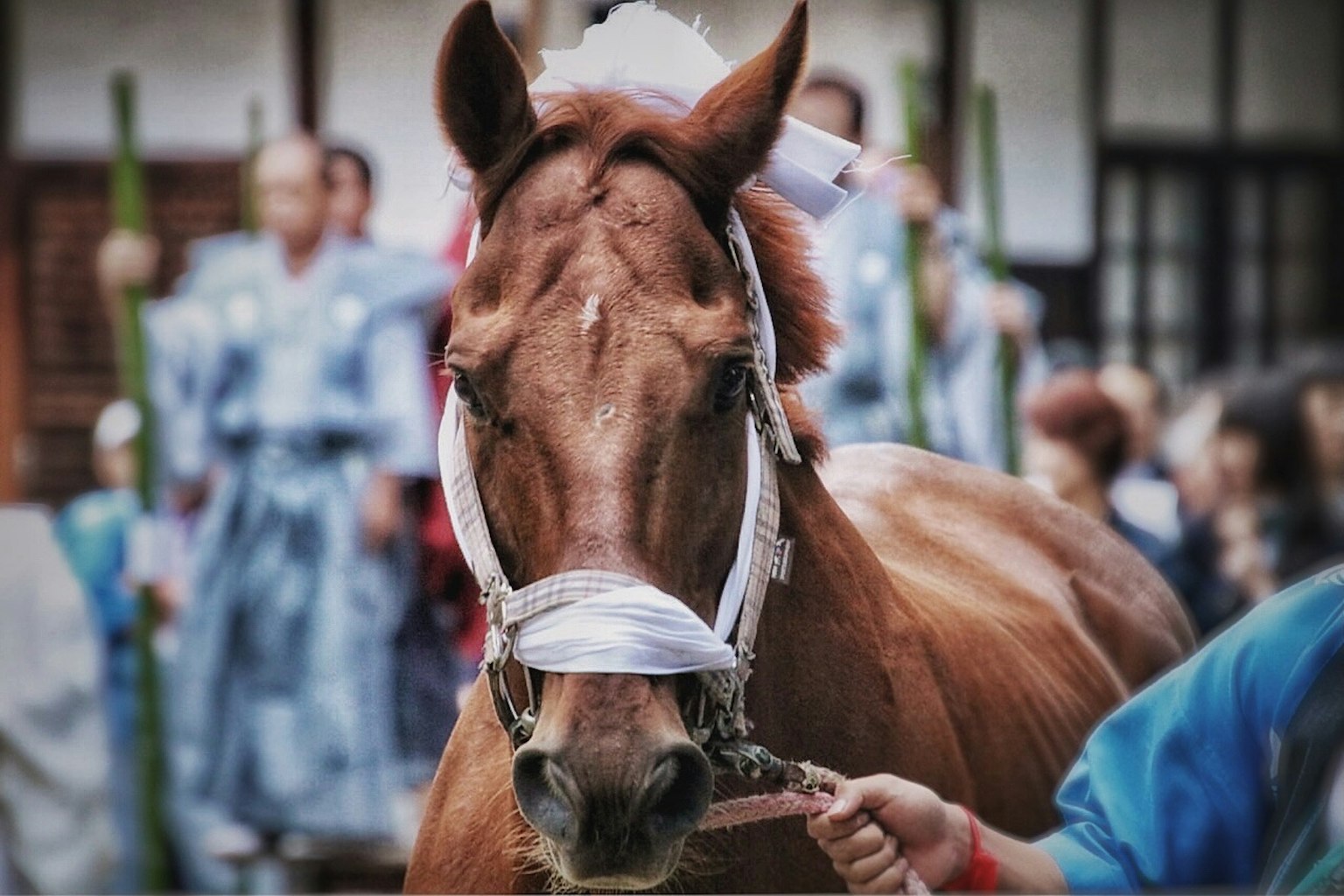 축제 기간 동안 사람들 사이를 걷는 장식된 말
