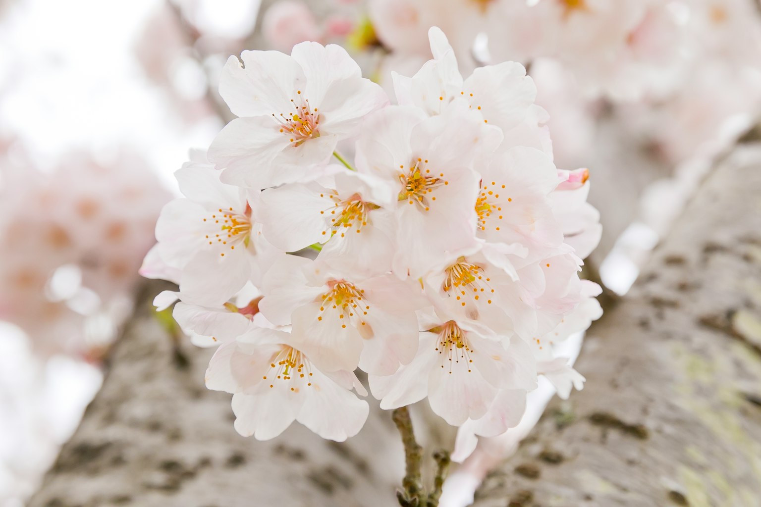 Close-up bunga sakura putih yang indah di dekat batang pohon