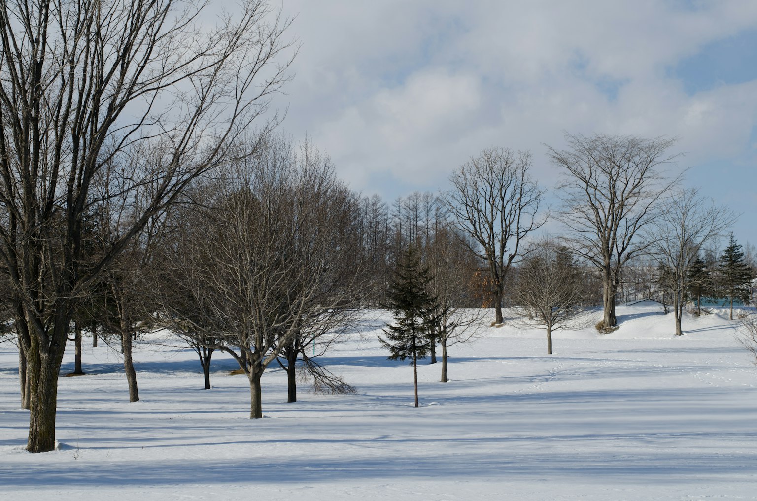 Snow-covered park landscape with bare trees scattered throughout