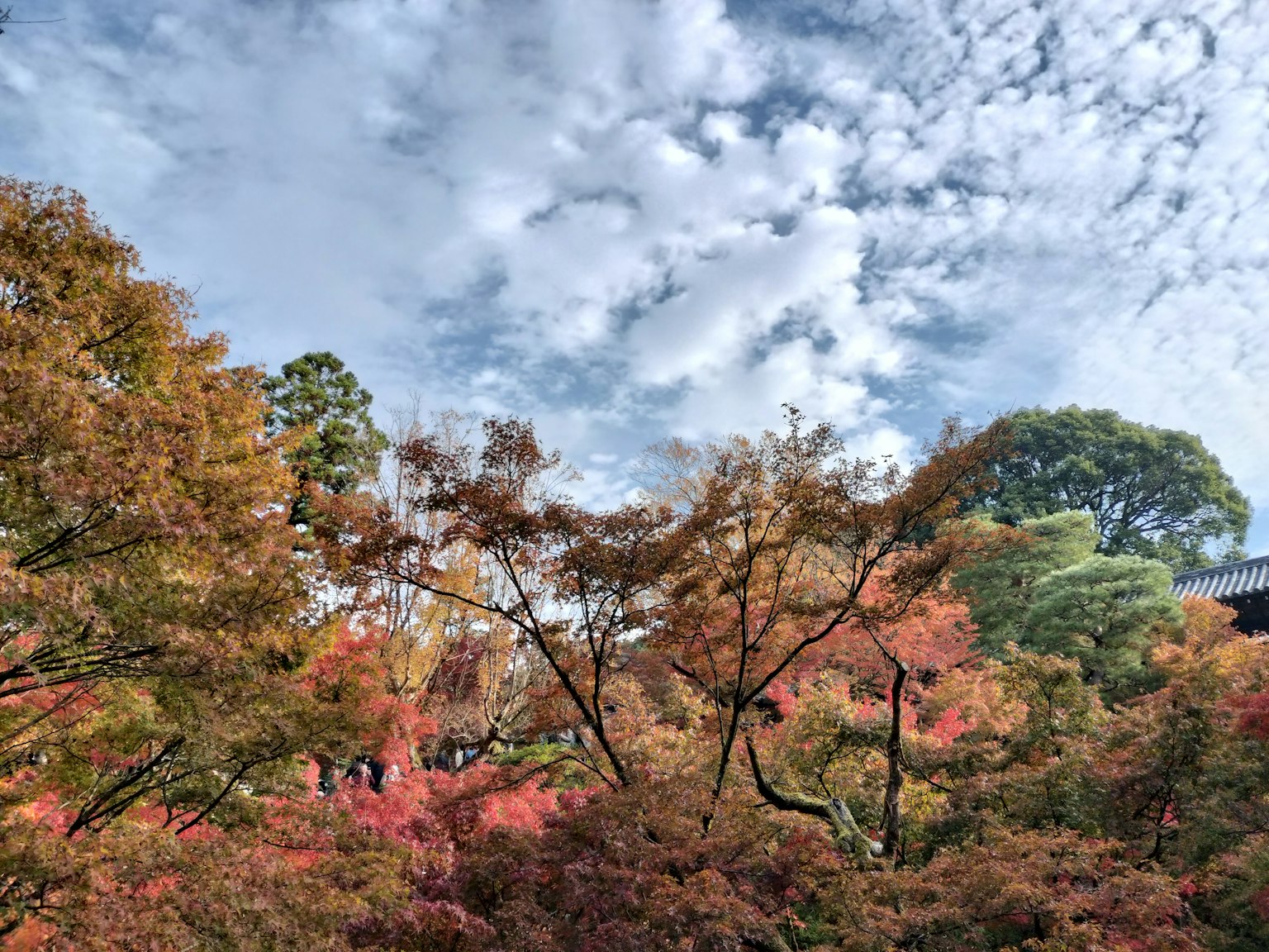 Vue pittoresque de feuillage d'automne avec des feuilles rouges et orange vibrantes sous un ciel bleu