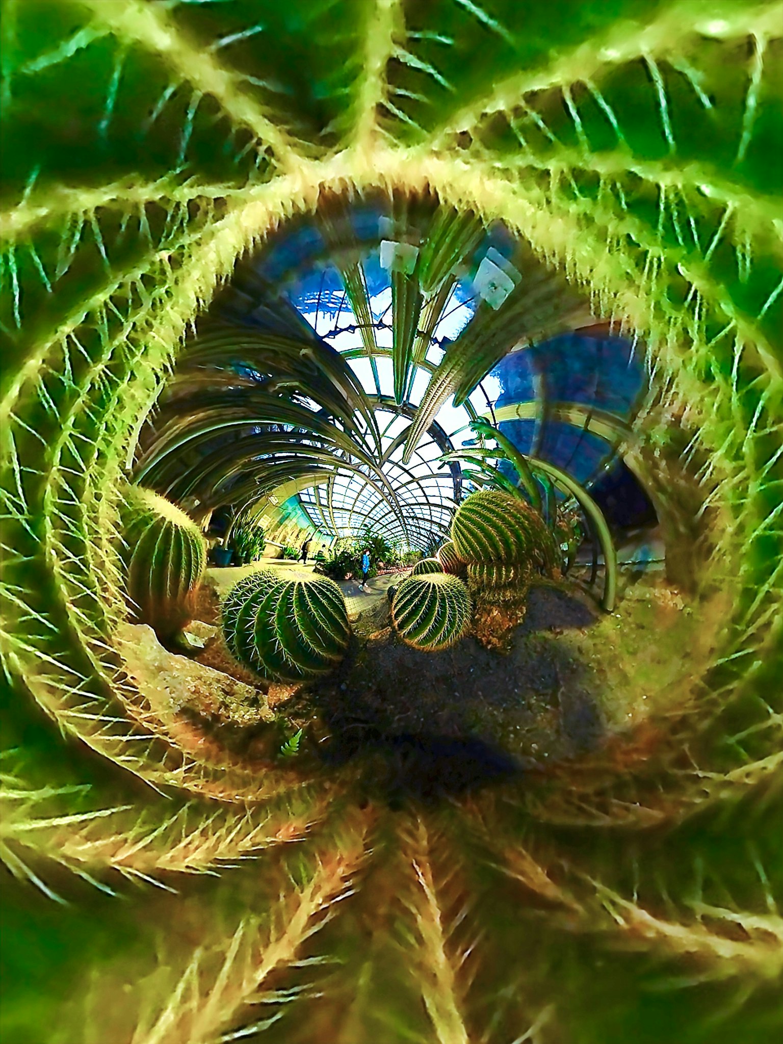 Une vue surréaliste centrée sur l'intérieur d'un cactus vert