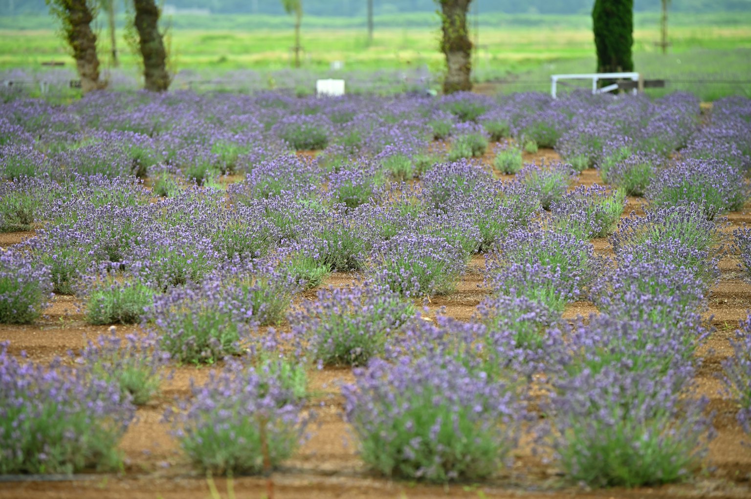 ทุ่งลาเวนเดอร์มีแถวของดอกไม้สีม่วงและพื้นหลังสีเขียว