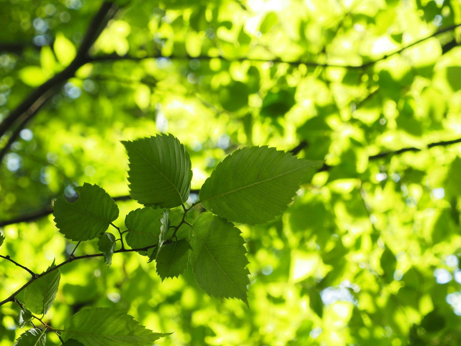 Primo piano di foglie verdi su un ramo d'albero