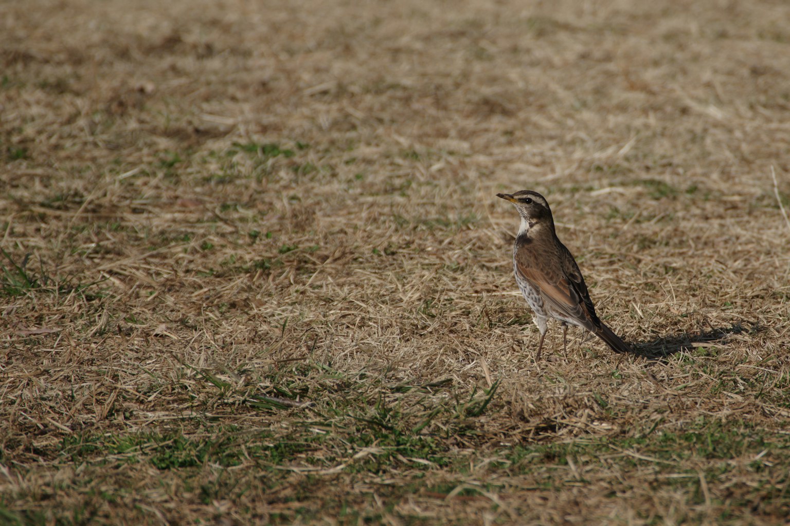 A small bird standing on dry grassland