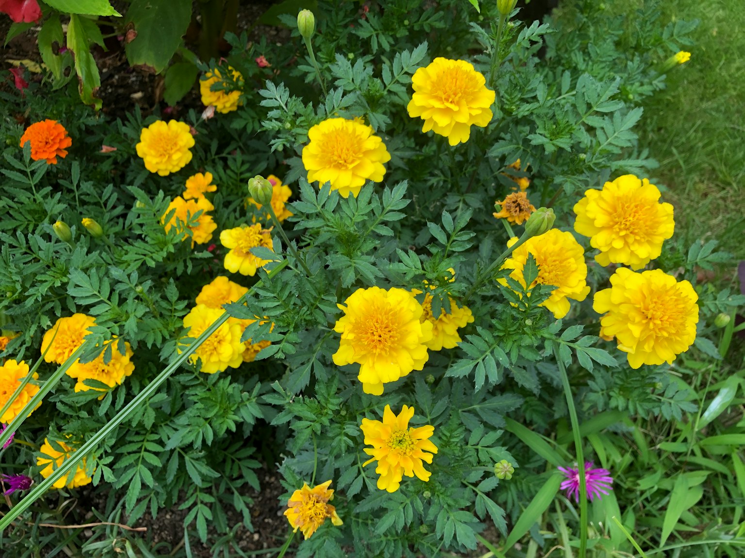 Fleurs de souci jaunes vives fleurissant dans un jardin