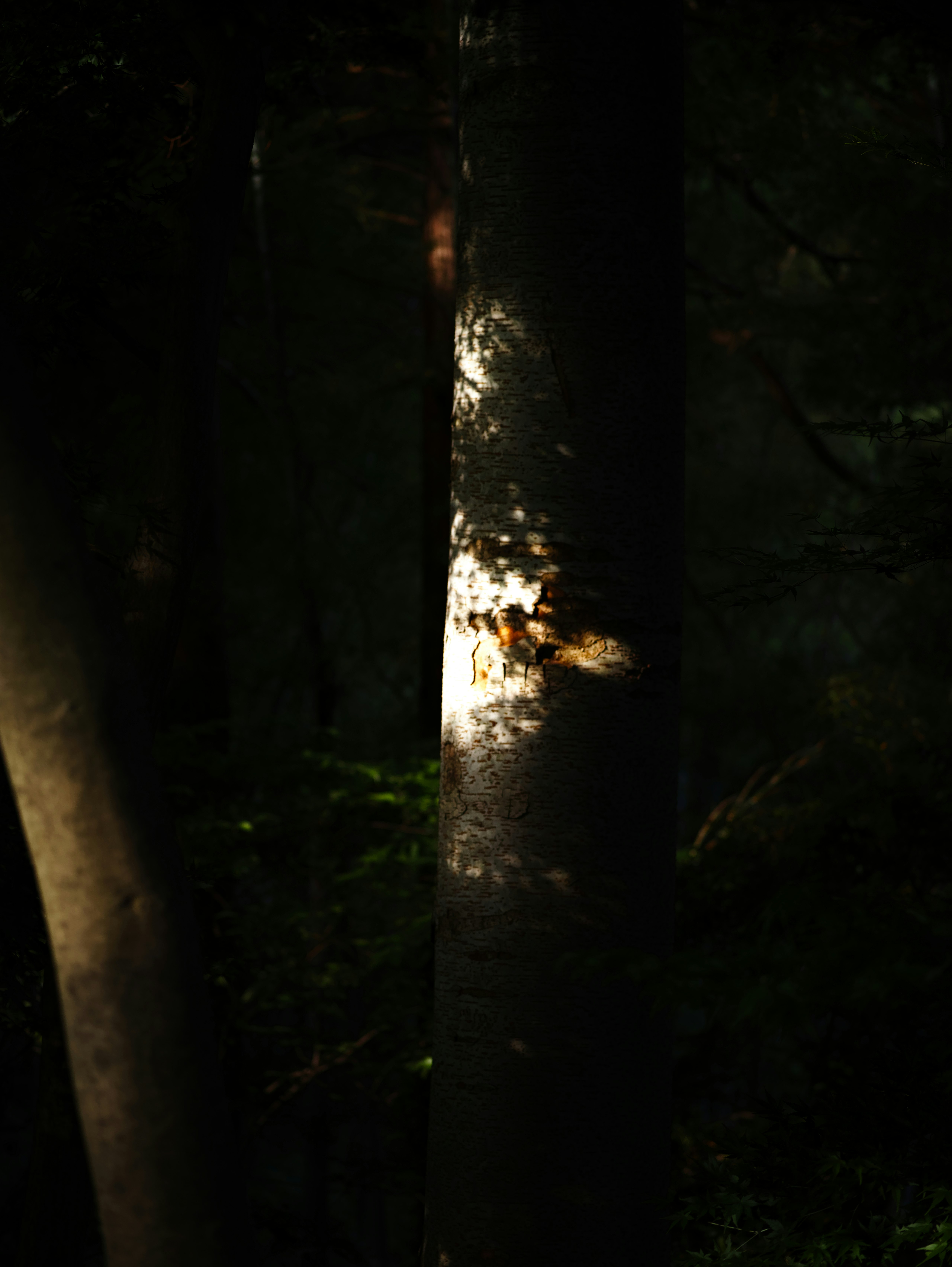 un sentiero stretto tra gli alberi con la luce che filtra in una foresta buia