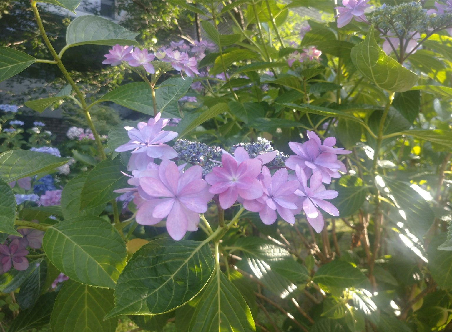 植物上盛開的淺紫色花朵特寫