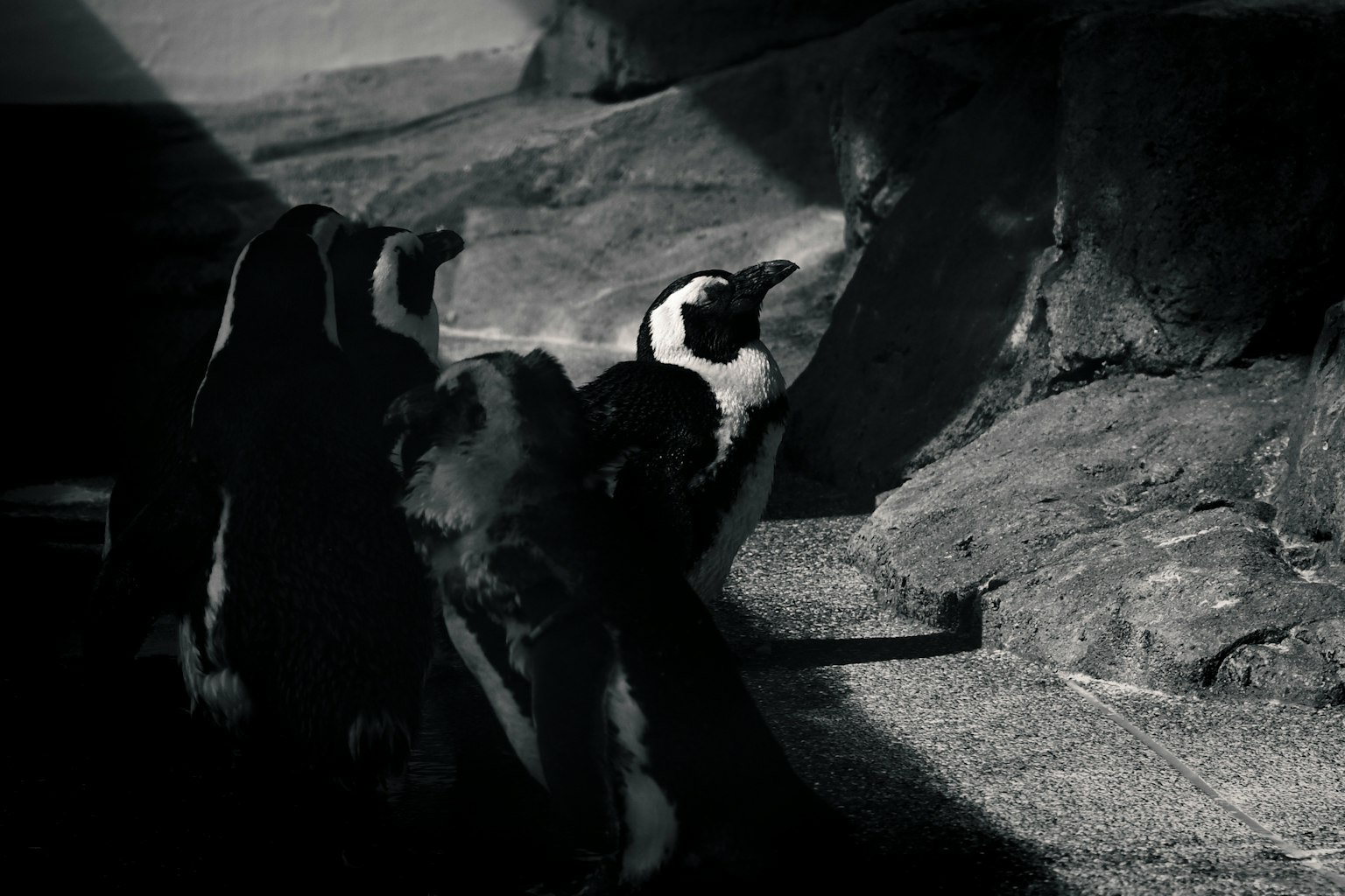 Imagen en blanco y negro de pingüinos cerca de rocas