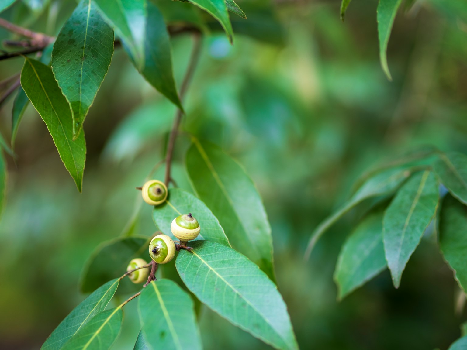 Gros plan d'une plante avec de petits fruits verts parmi des feuilles vertes