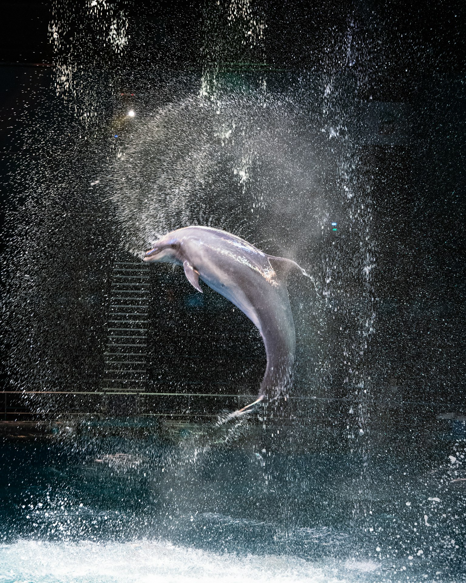 Dolphin leaping through water spray in an aquatic setting