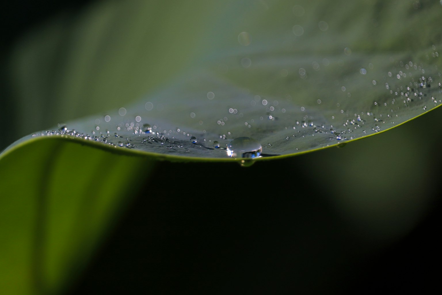 Gambar close-up daun hijau dengan tetesan air
