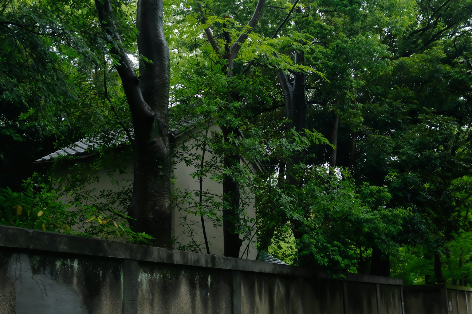 Una casa circondata da alberi verdi lussureggianti con un muro bianco