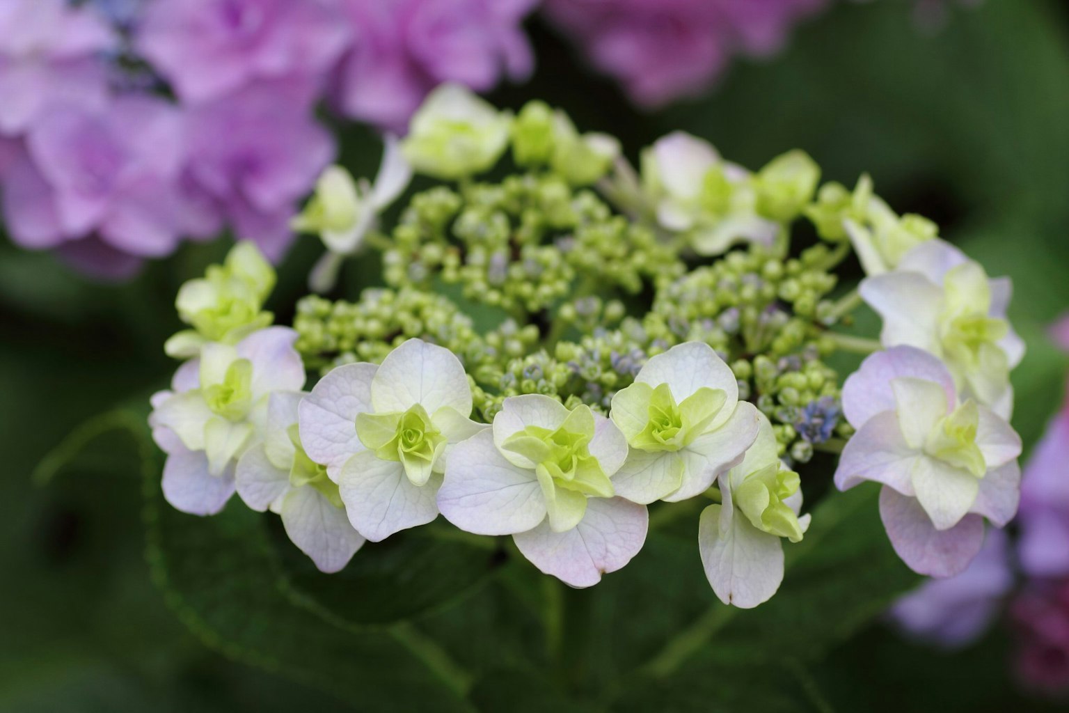 Primo piano di fiori di ortensia con petali verdi e bianchi su uno sfondo viola tenue