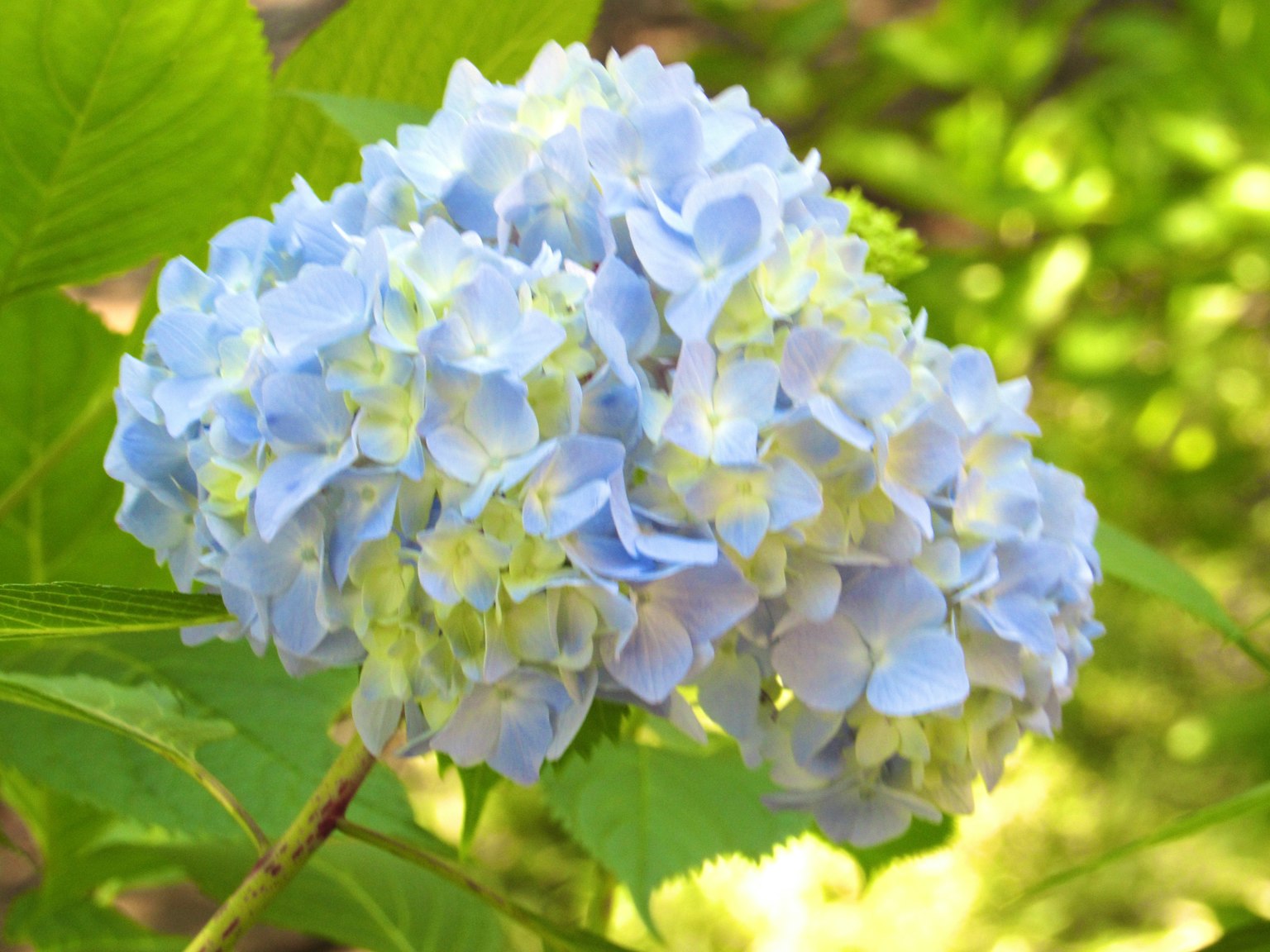 Cluster aus blauen Hortensienblüten mit grünen Blättern im Hintergrund