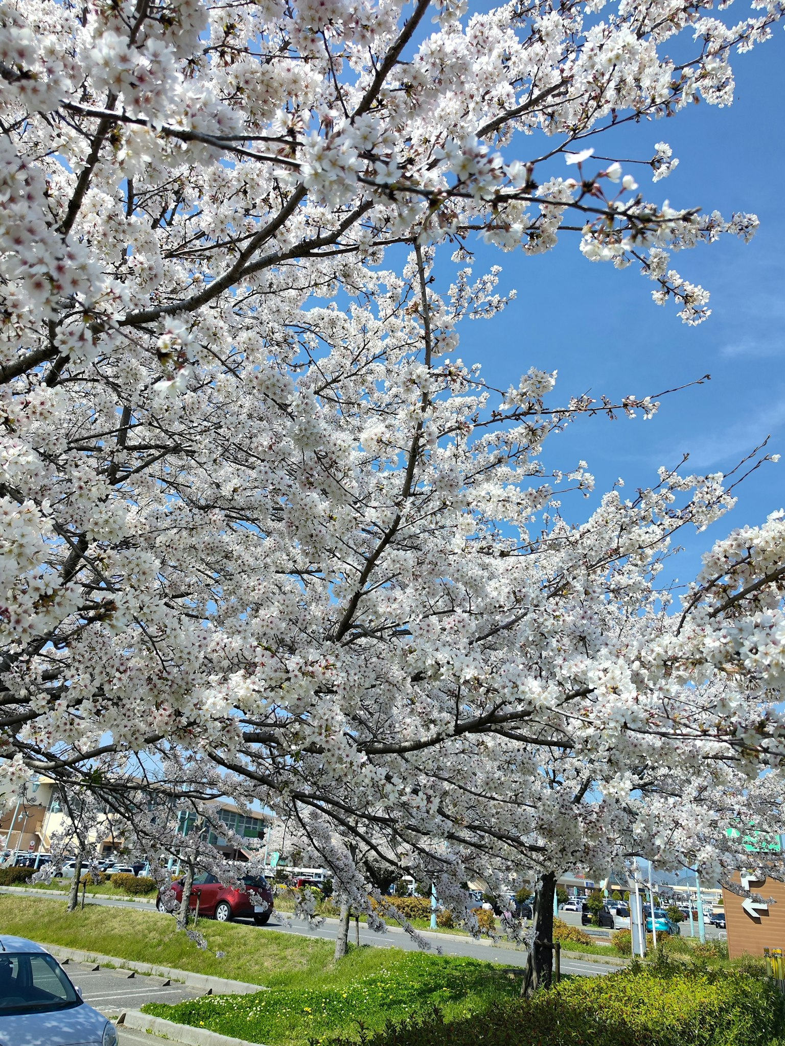 Fleurs de cerisier en fleurs sous un ciel bleu avec de l'herbe verte