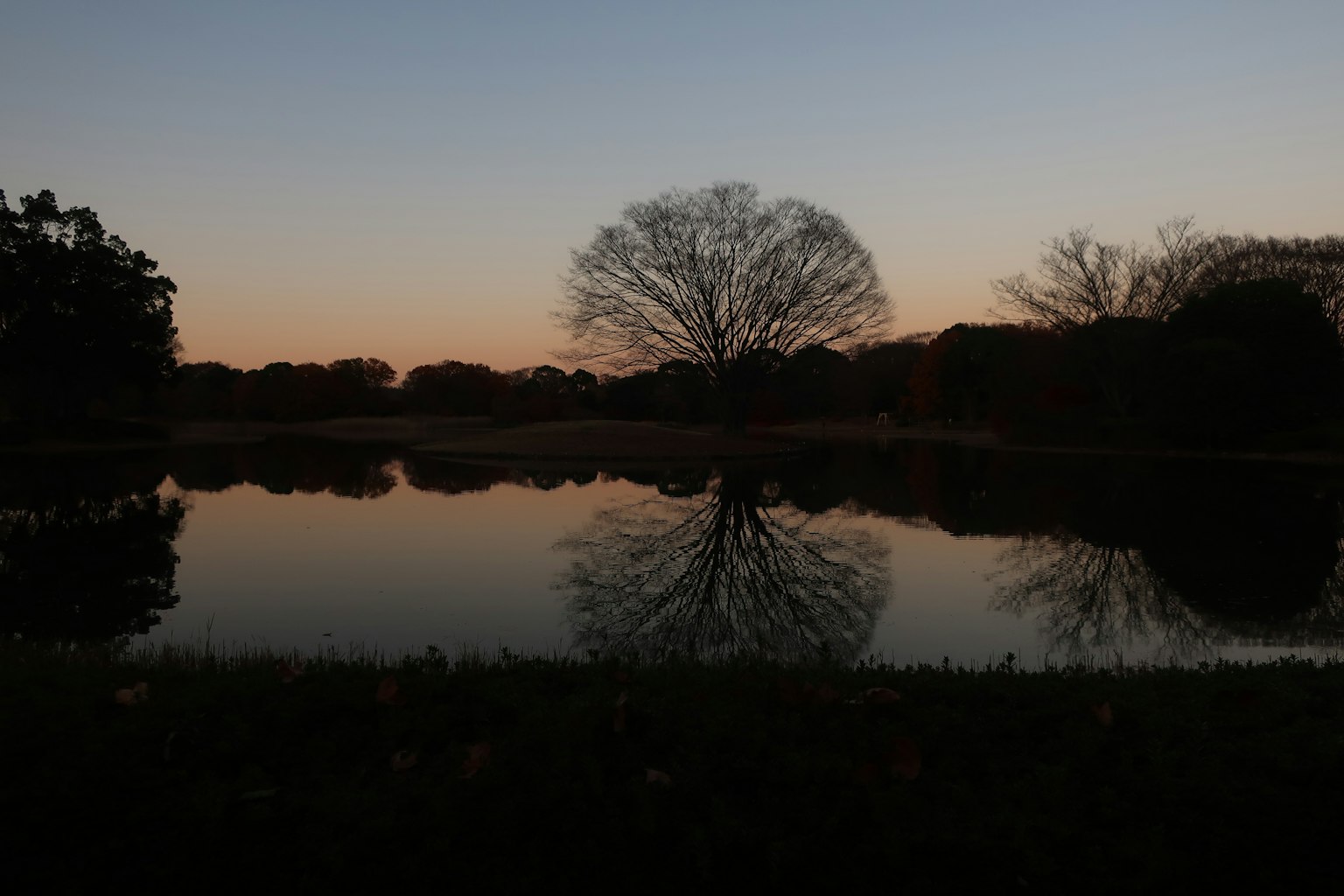 Silhouette di un albero al crepuscolo riflessa nell'acqua ferma