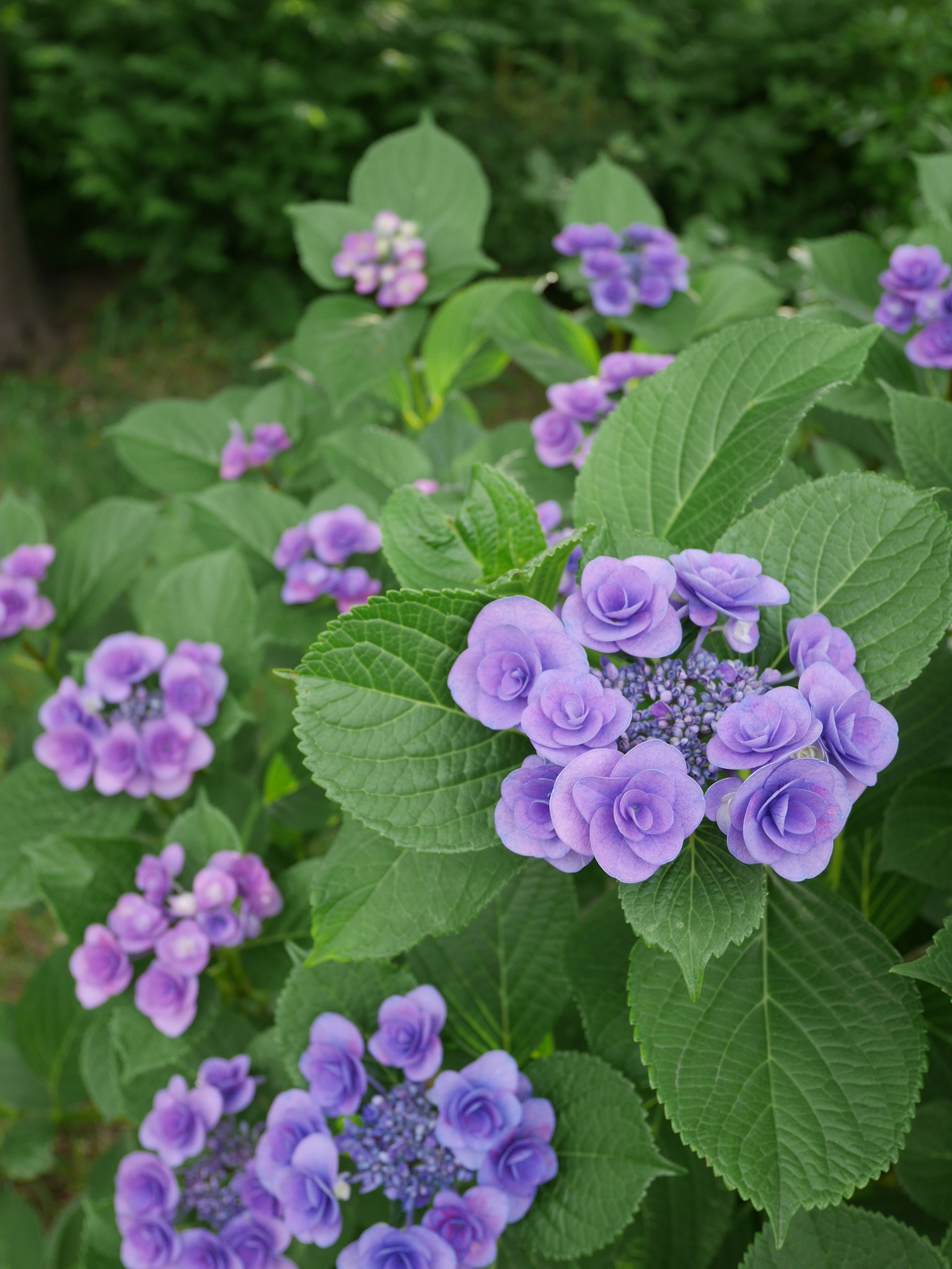 Gruppe von Hortensien mit lila Blumen