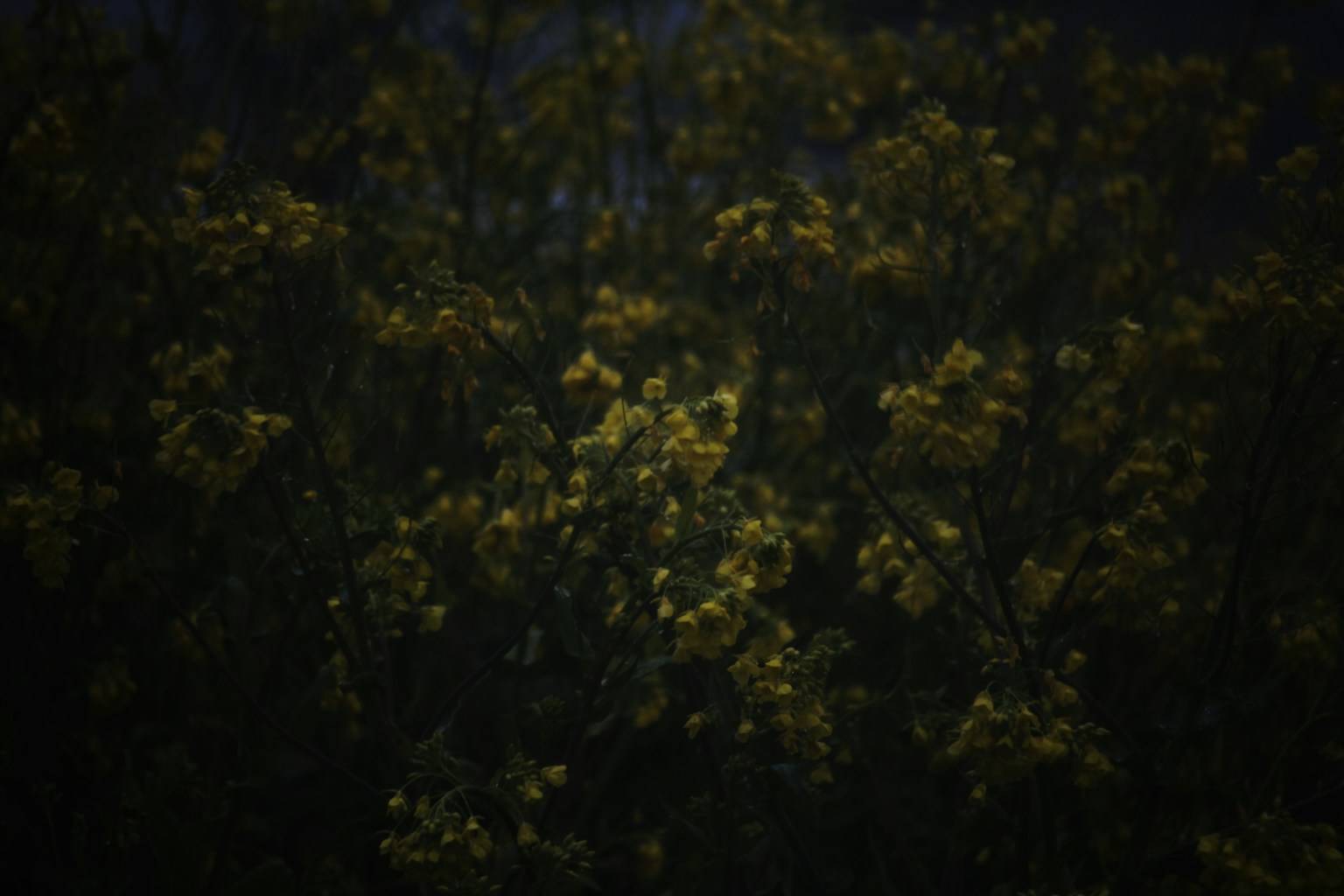 黑暗背景上的黄色花朵枝条