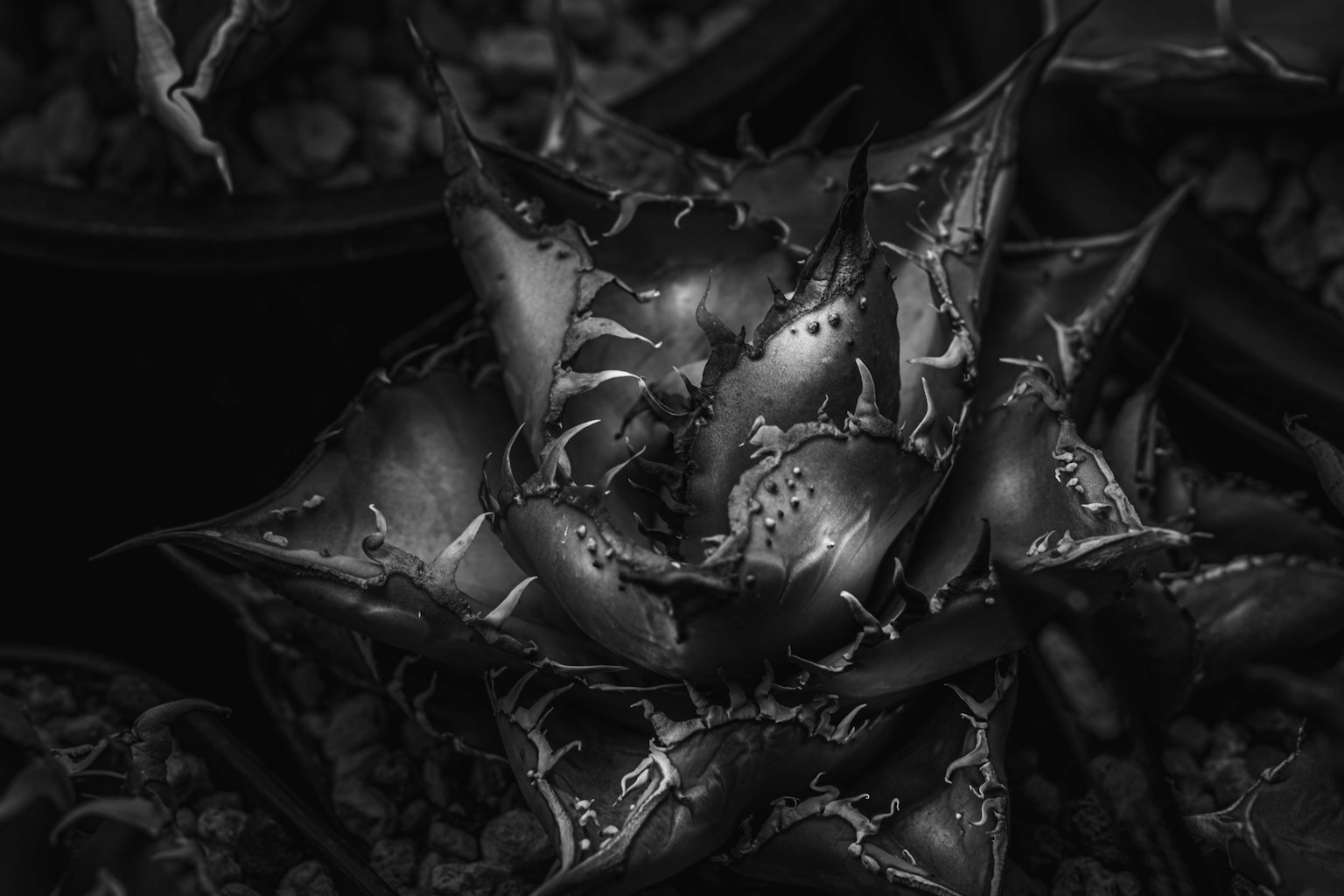 Foto in primo piano di una pianta di agave in bianco e nero