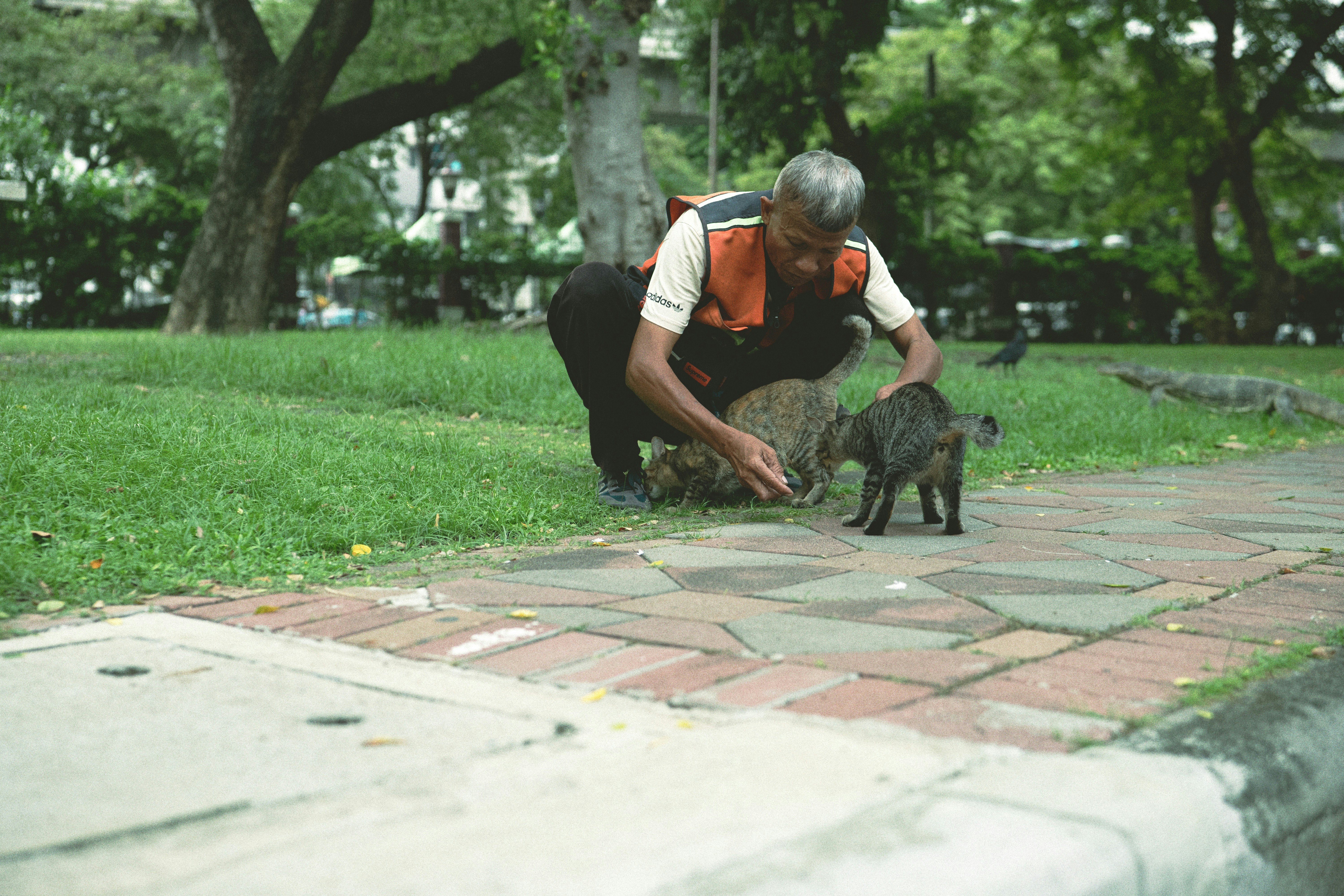 公園の芝生で犬と遊ぶ人