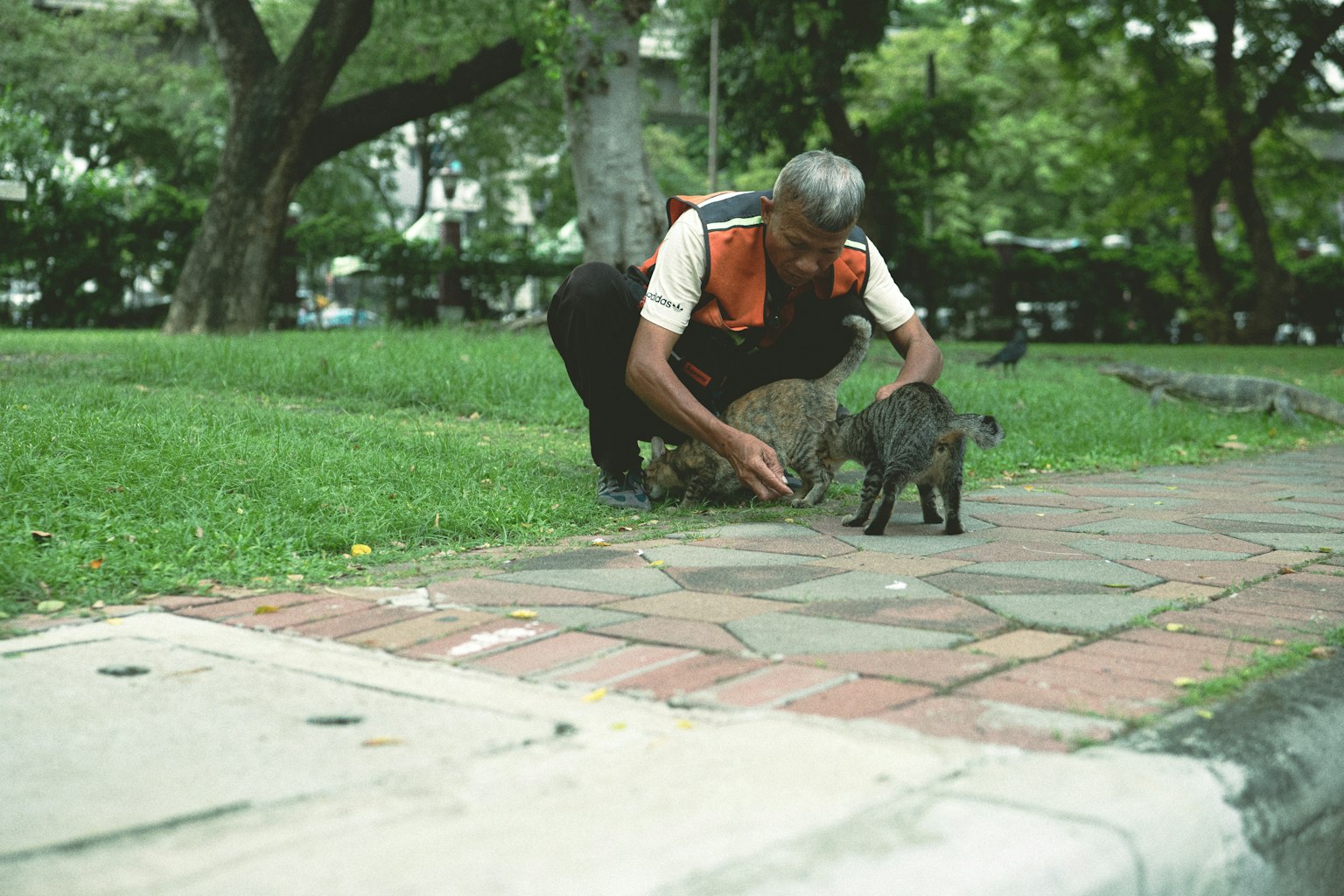 公園で猫に餌を与える男性 緑の芝生と木々が背景