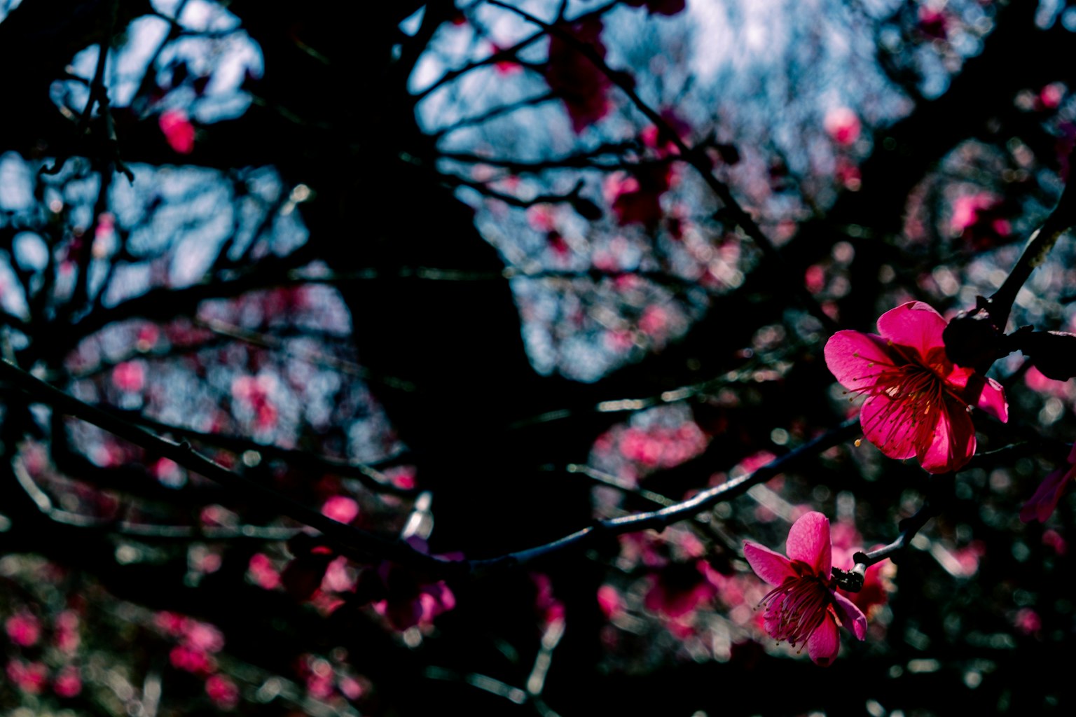 Un ramo con fiori rosa vivaci su uno sfondo scuro