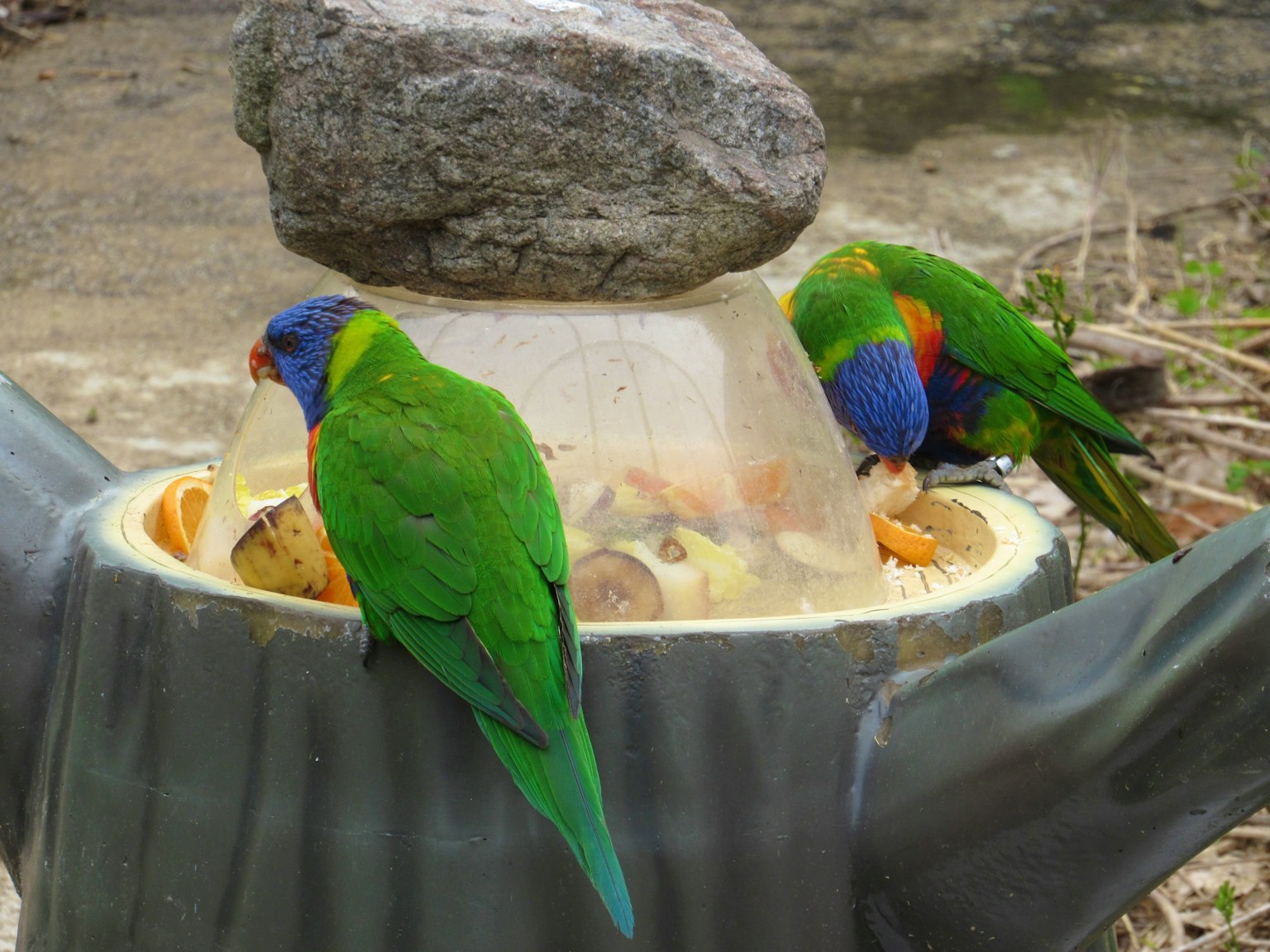 นกแก้วสีรุ้งสองตัวกินอาหารจากชามที่มีหินอยู่ด้านบน