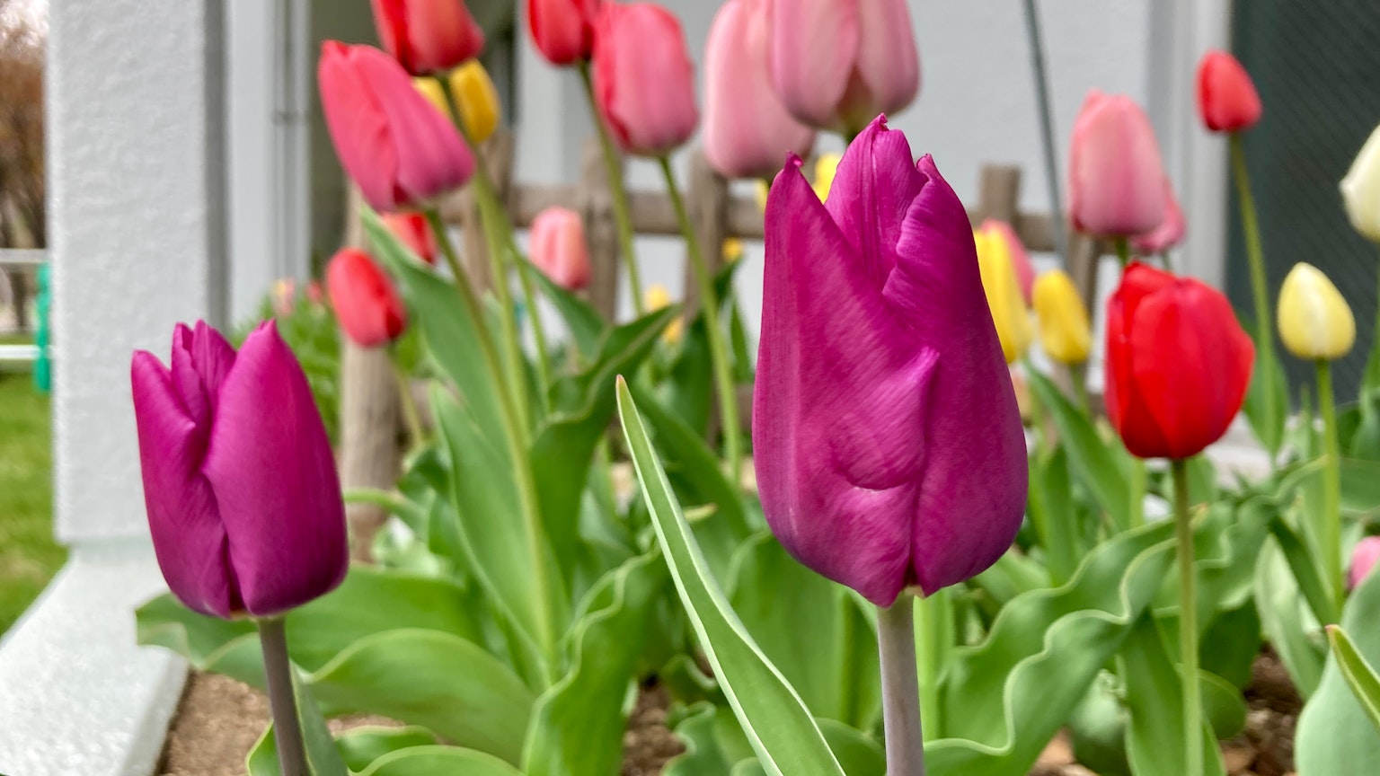 Colorful tulips blooming in a garden setting