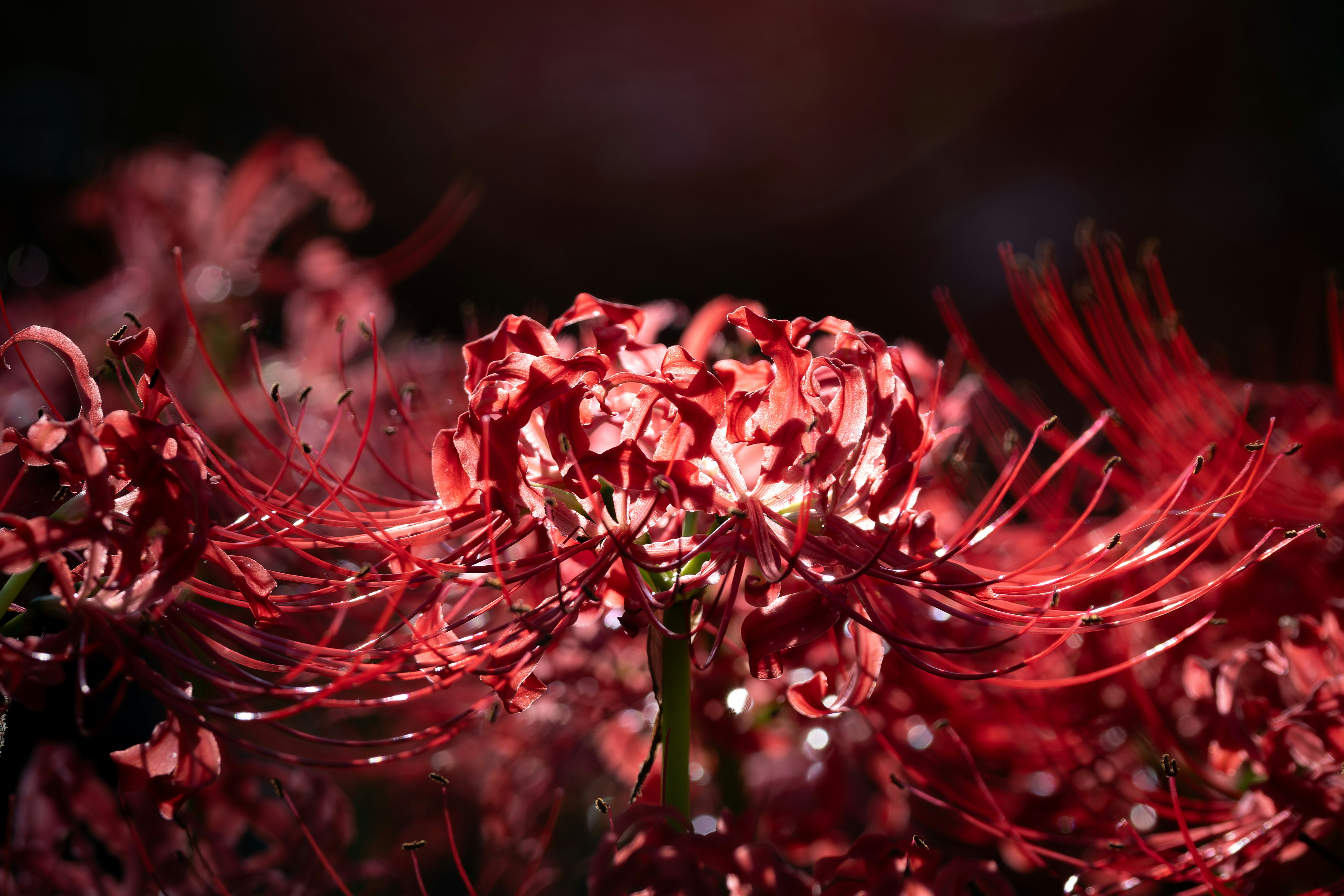 赤い花と細い糸状の花弁が広がる花のクローズアップ
