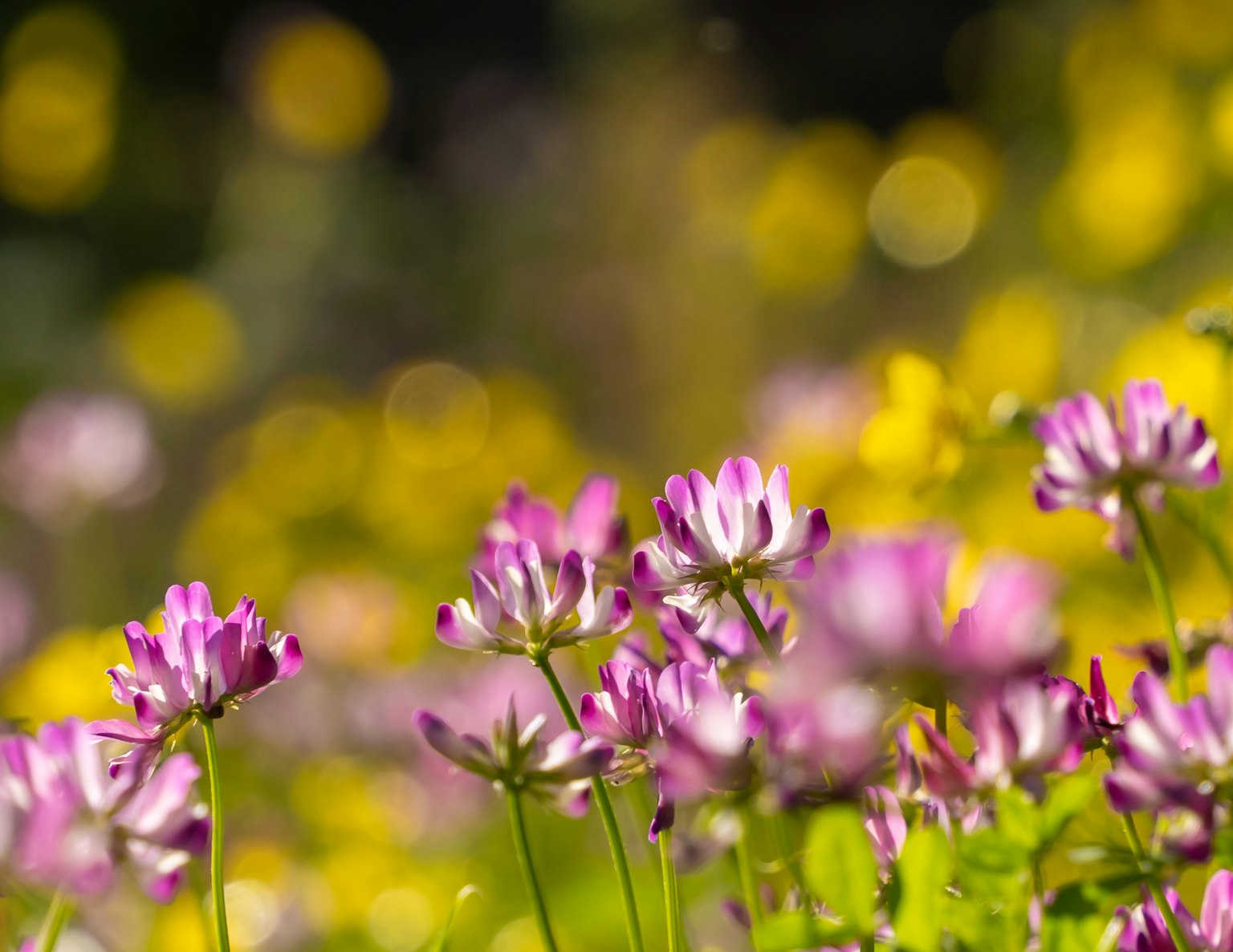 Close-up bunga berwarna-warni di padang yang berwarna-warni