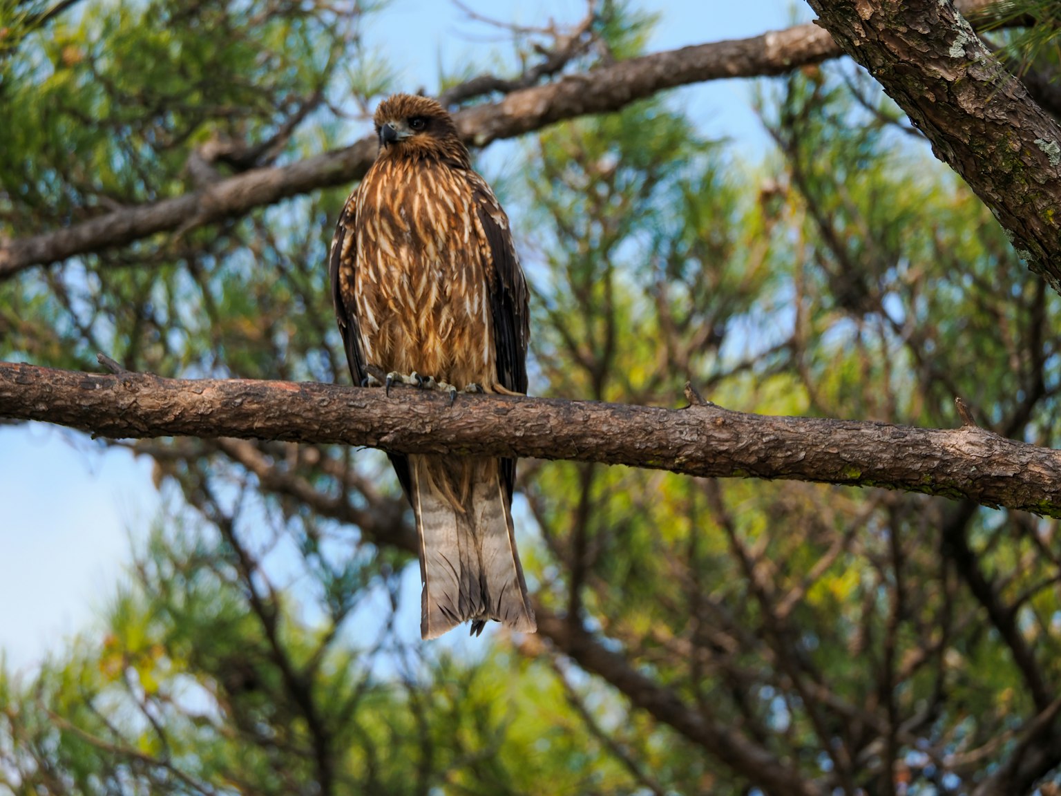Un rapace in piedi su un ramo con fogliame verde sullo sfondo
