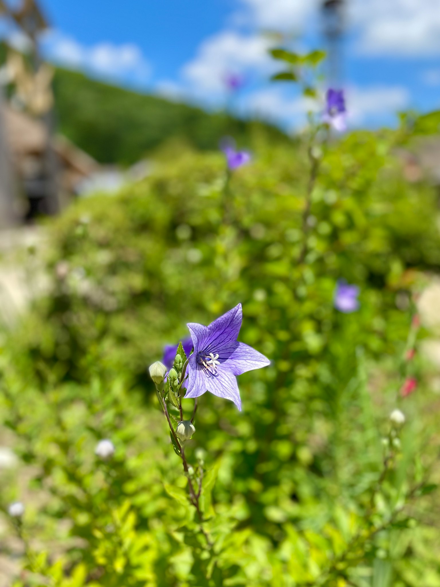Primer plano de una flor morada rodeada de follaje verde bajo un cielo azul