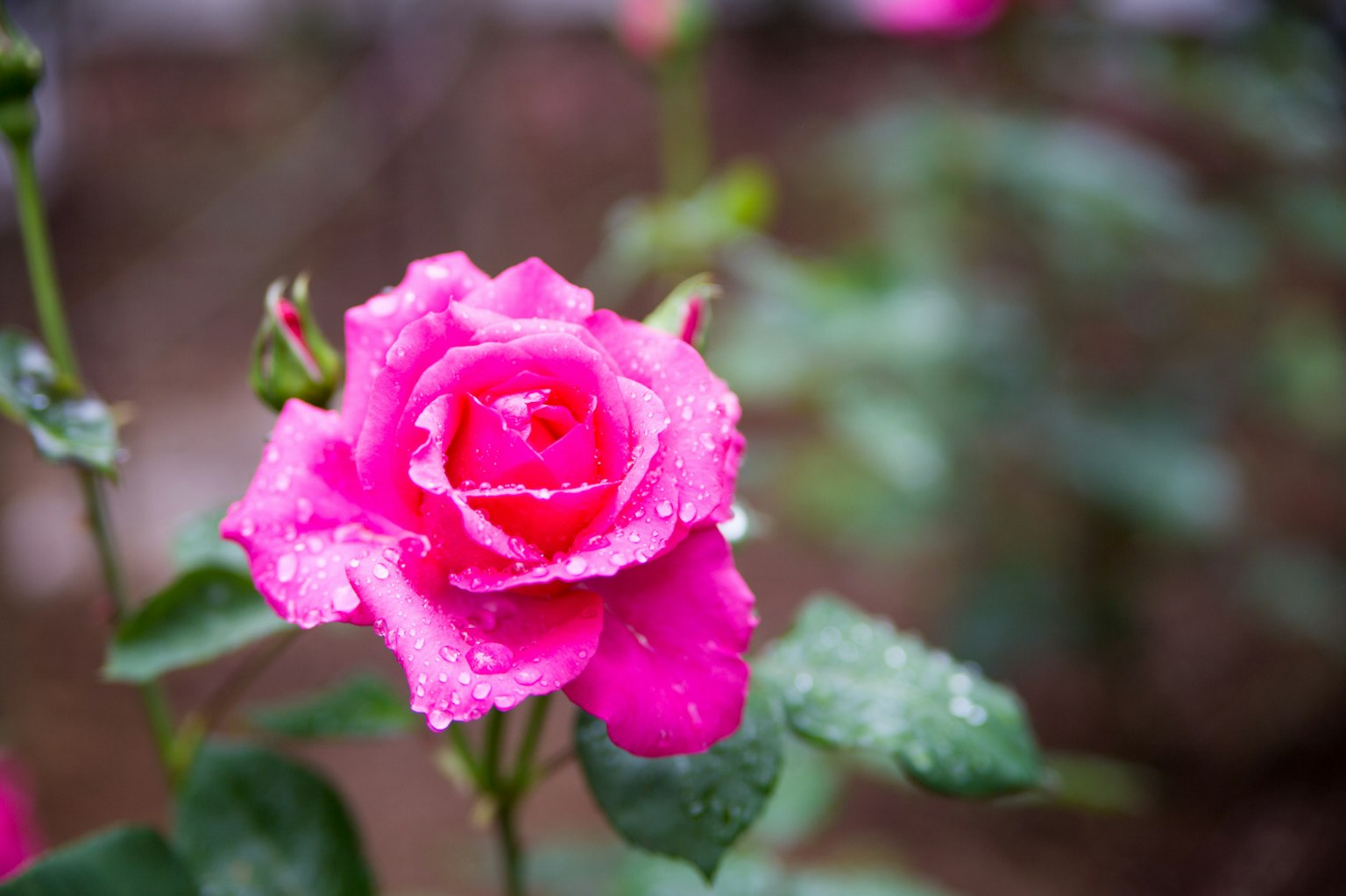 Flor de rosa rosa vibrante con gotas de agua