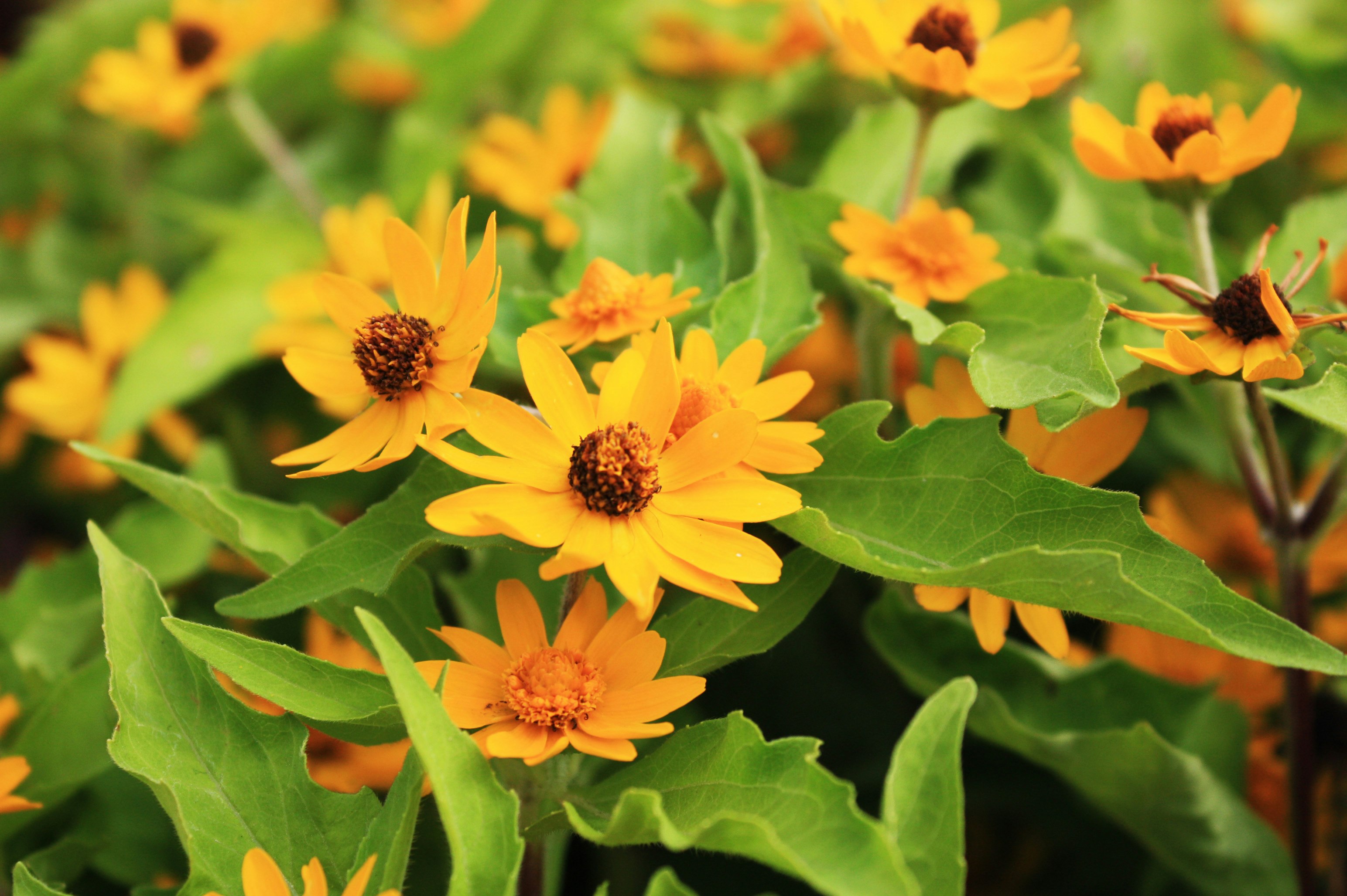 オレンジの花が咲き並ぶ花畑のクローズアップ