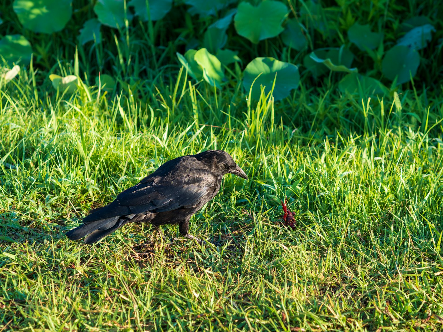Un oiseau noir se tenant sur de l'herbe verte