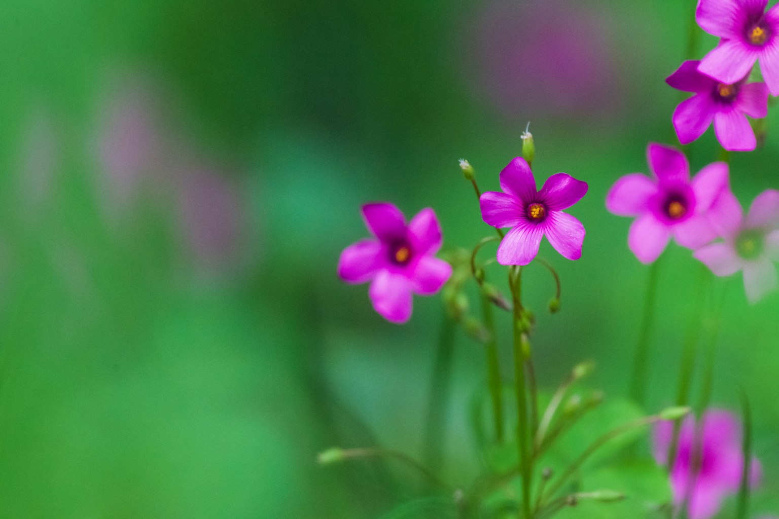 ดอกไม้สีชมพูสดใสบนพื้นหลังสีเขียว