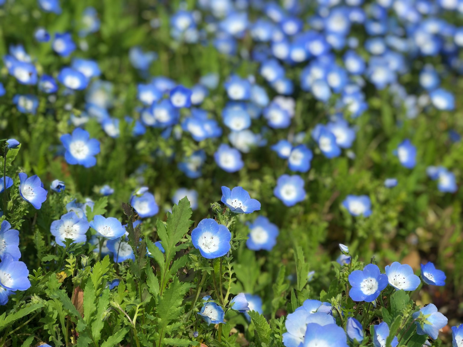 A landscape of blue flowers blooming in a green field